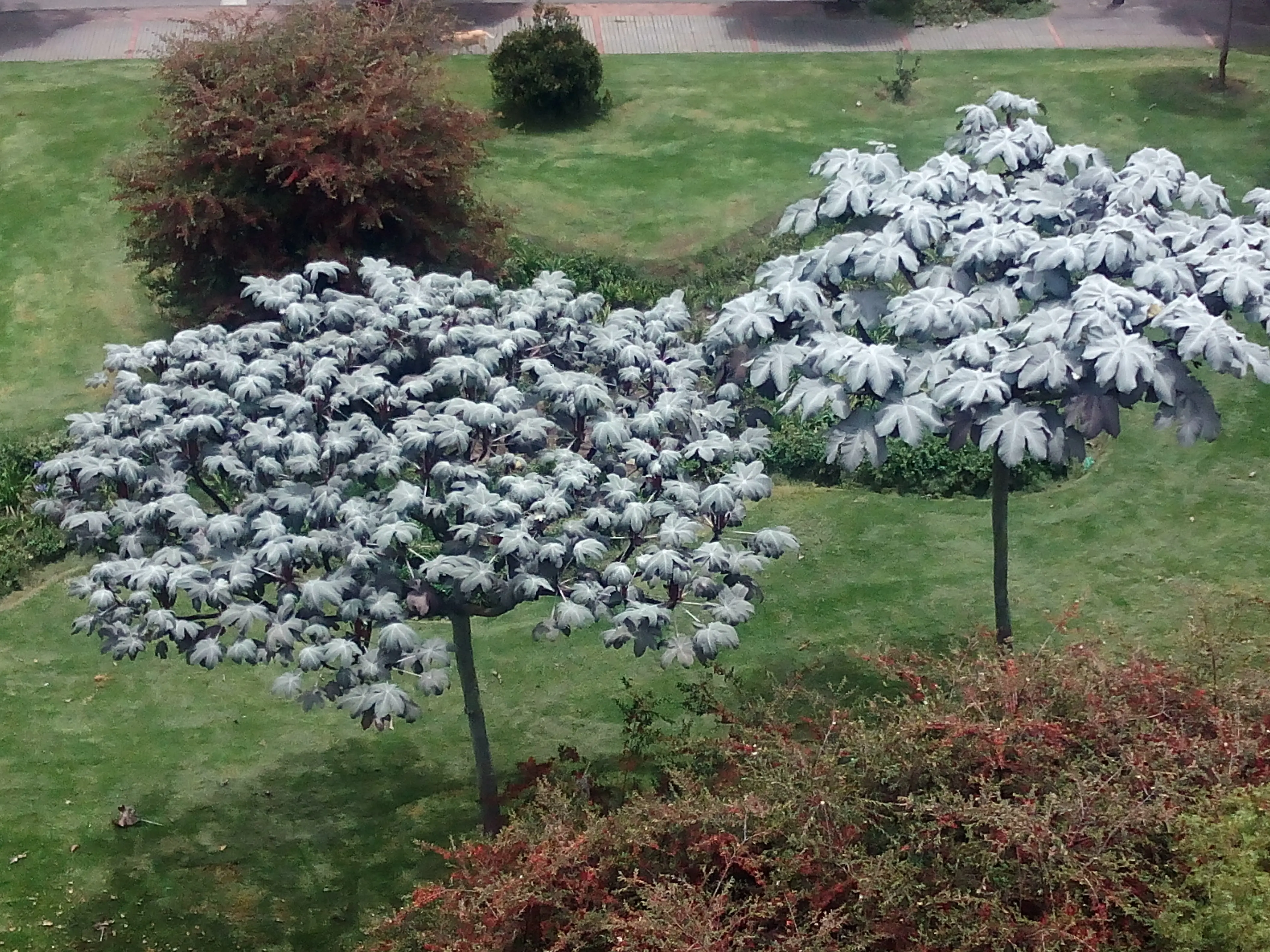 &Fotowelt - pflanzen\baeume