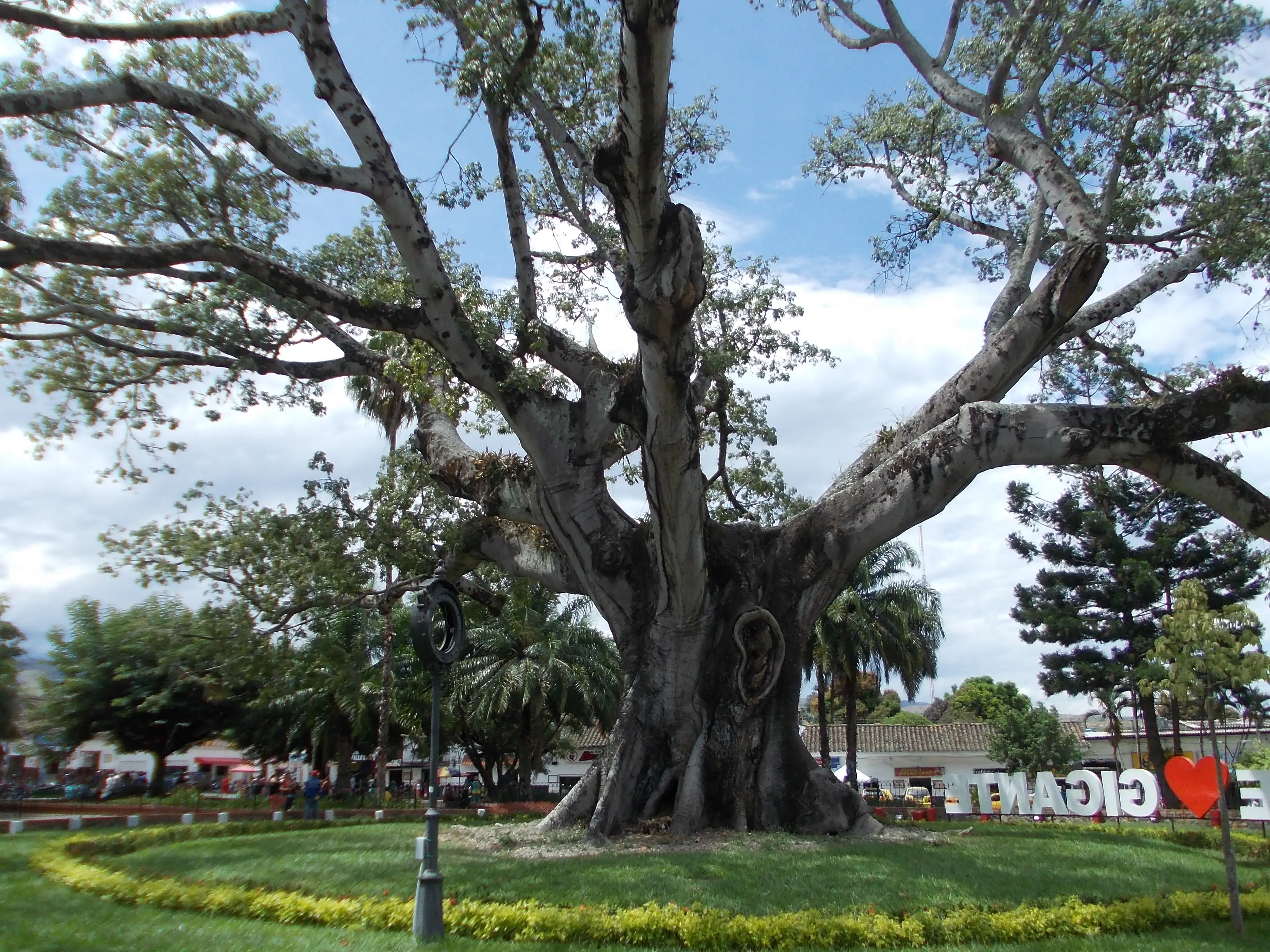 &Fotowelt - pflanzen\baeume