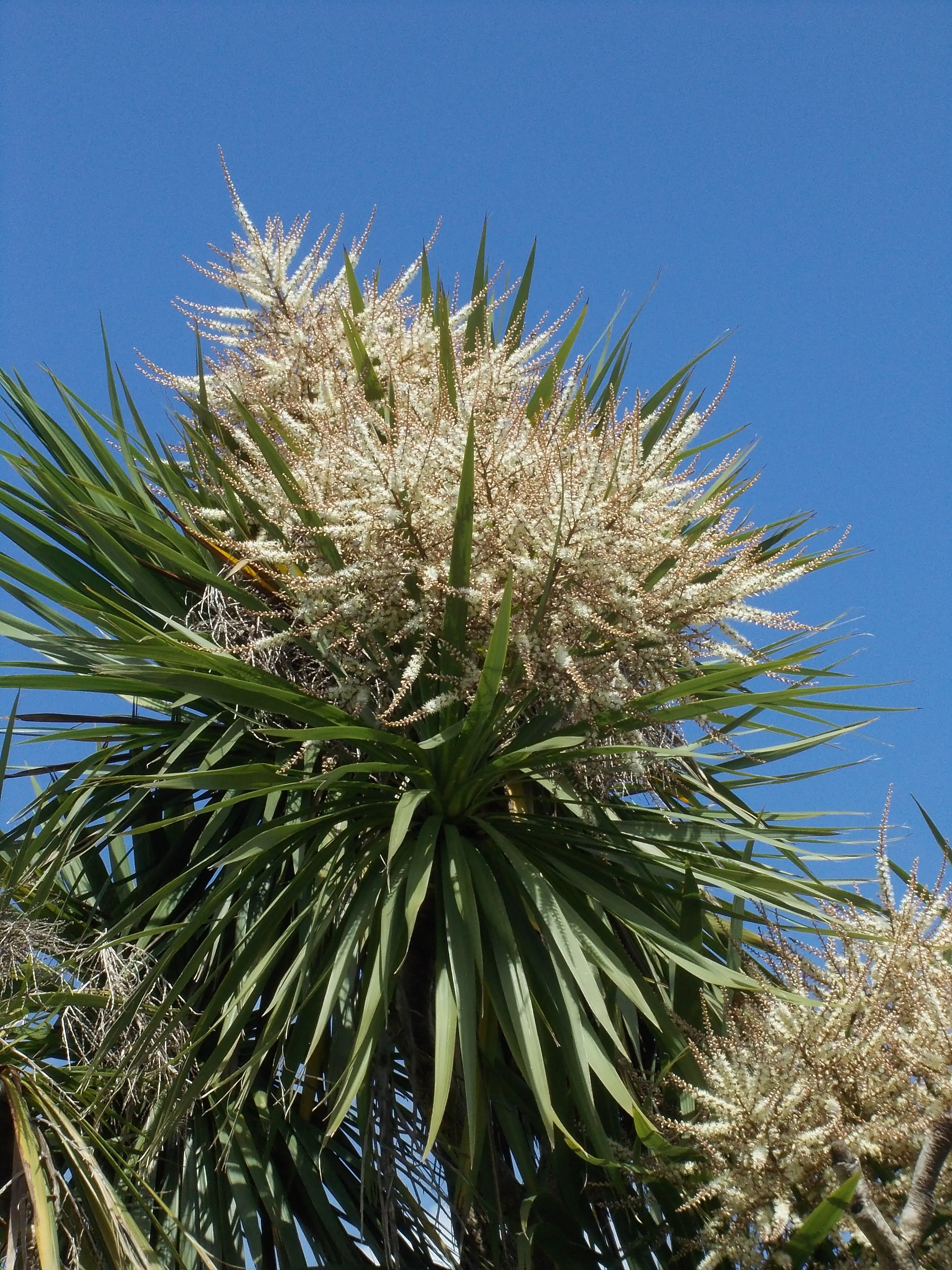 &Fotowelt - pflanzen\baeume