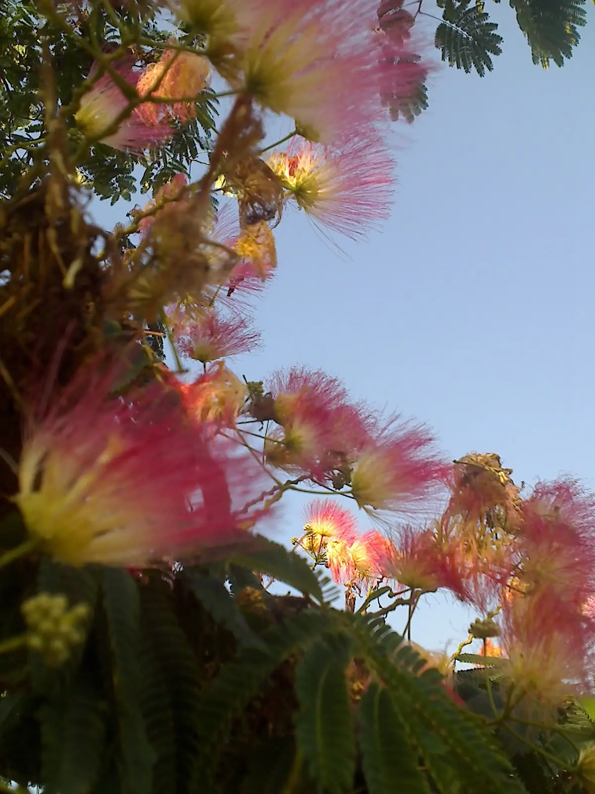 &Fotowelt - pflanzen\baeume