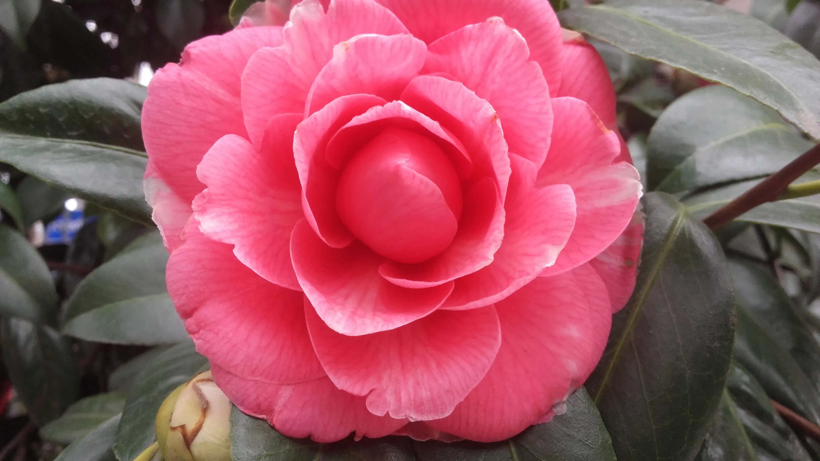 &Fotowelt - pflanzen\baeume