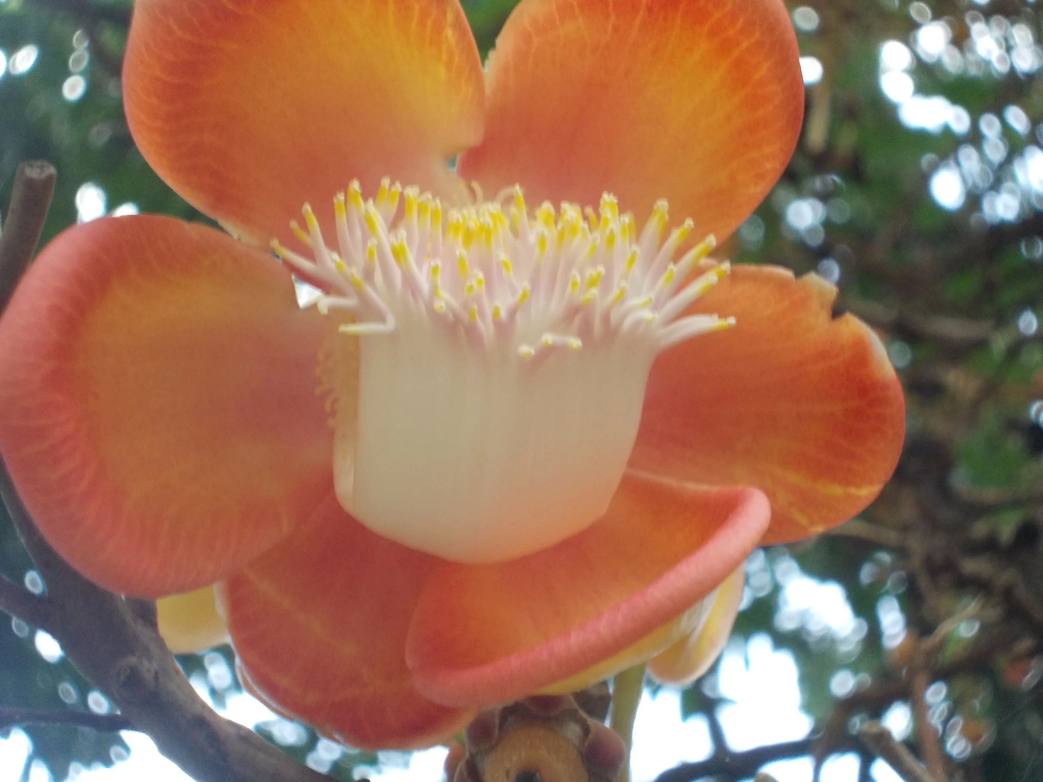 &Fotowelt - pflanzen\baeume