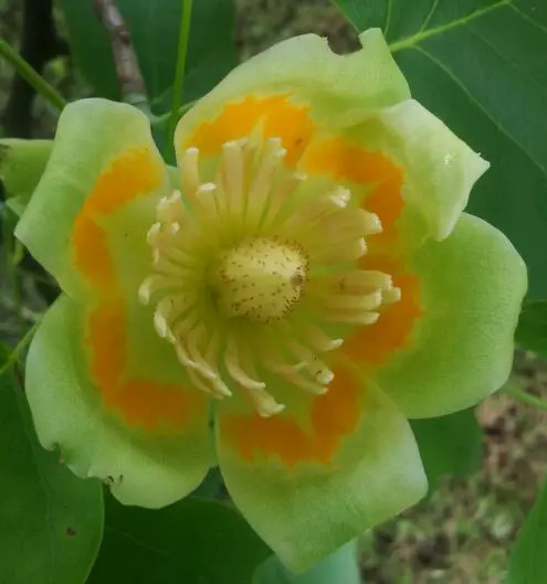 &Fotowelt - pflanzen\baeume