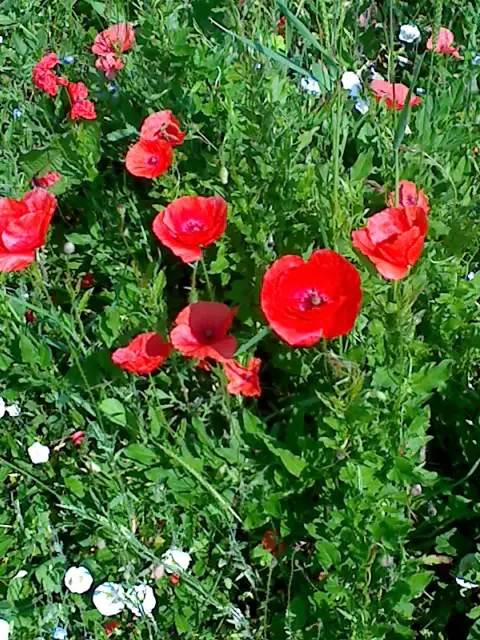 &Fotowelt - pflanzen\Blumen