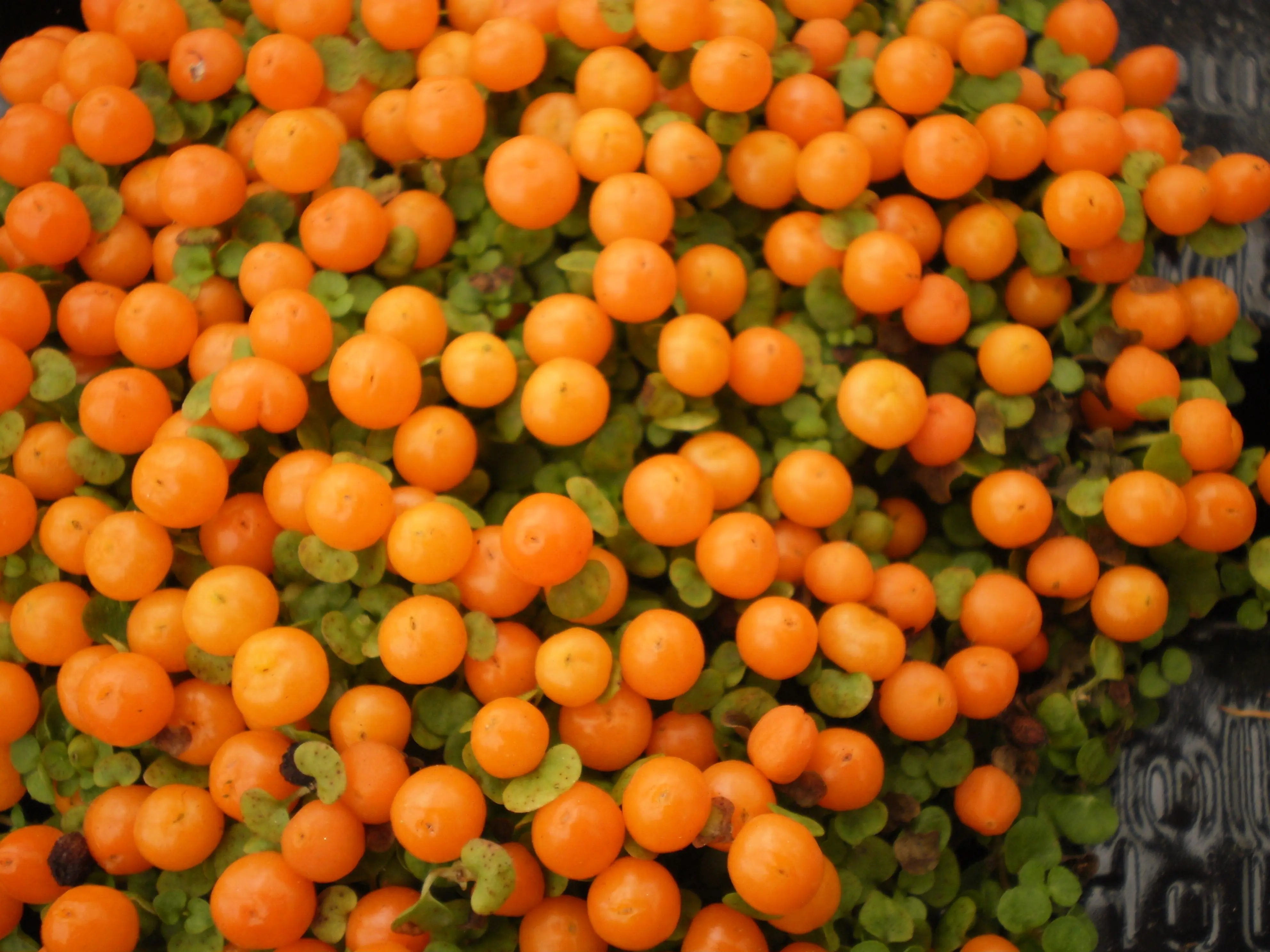 &Fotowelt - pflanzen\Blumen