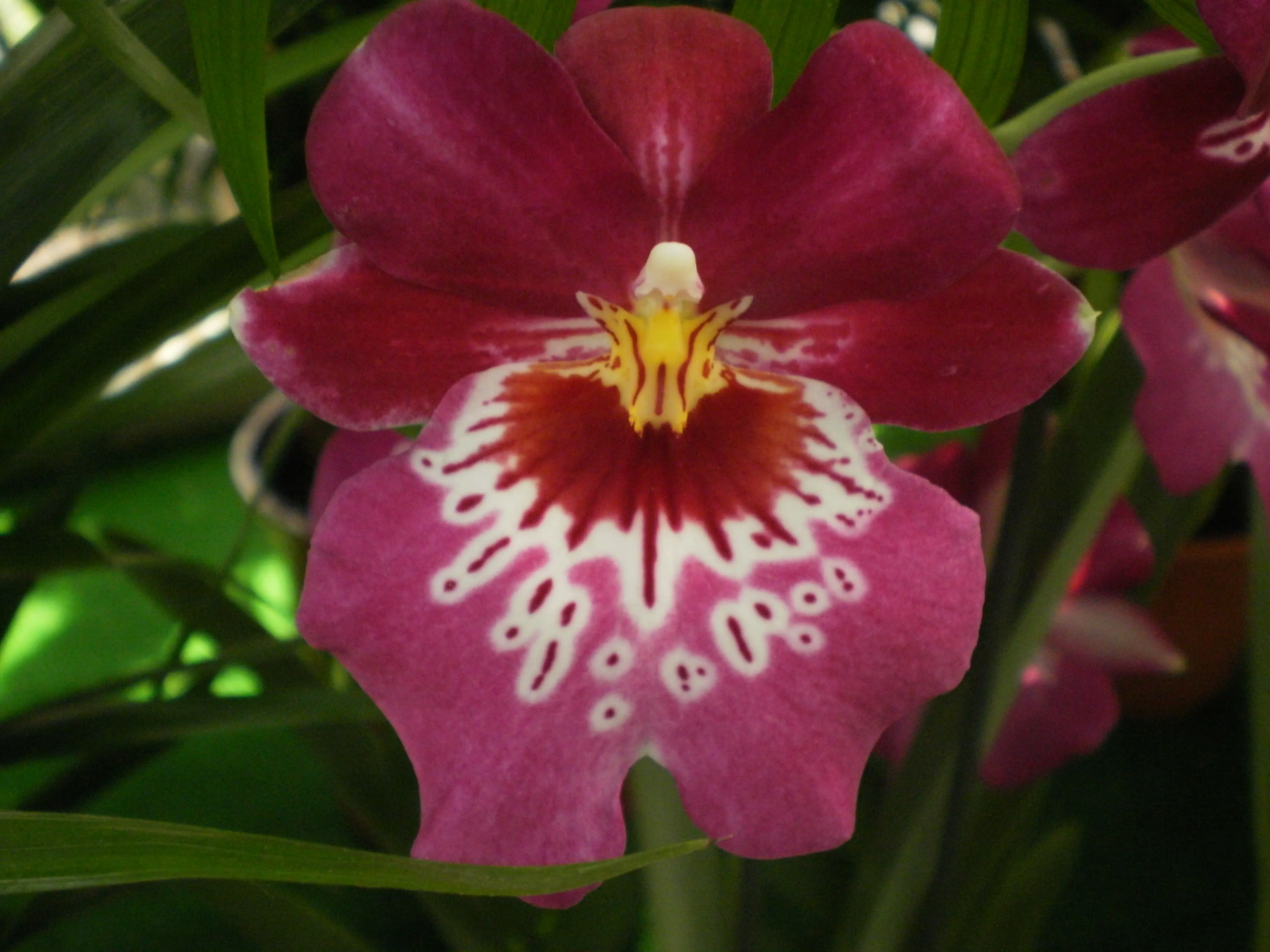 &Fotowelt - pflanzen\Blumen