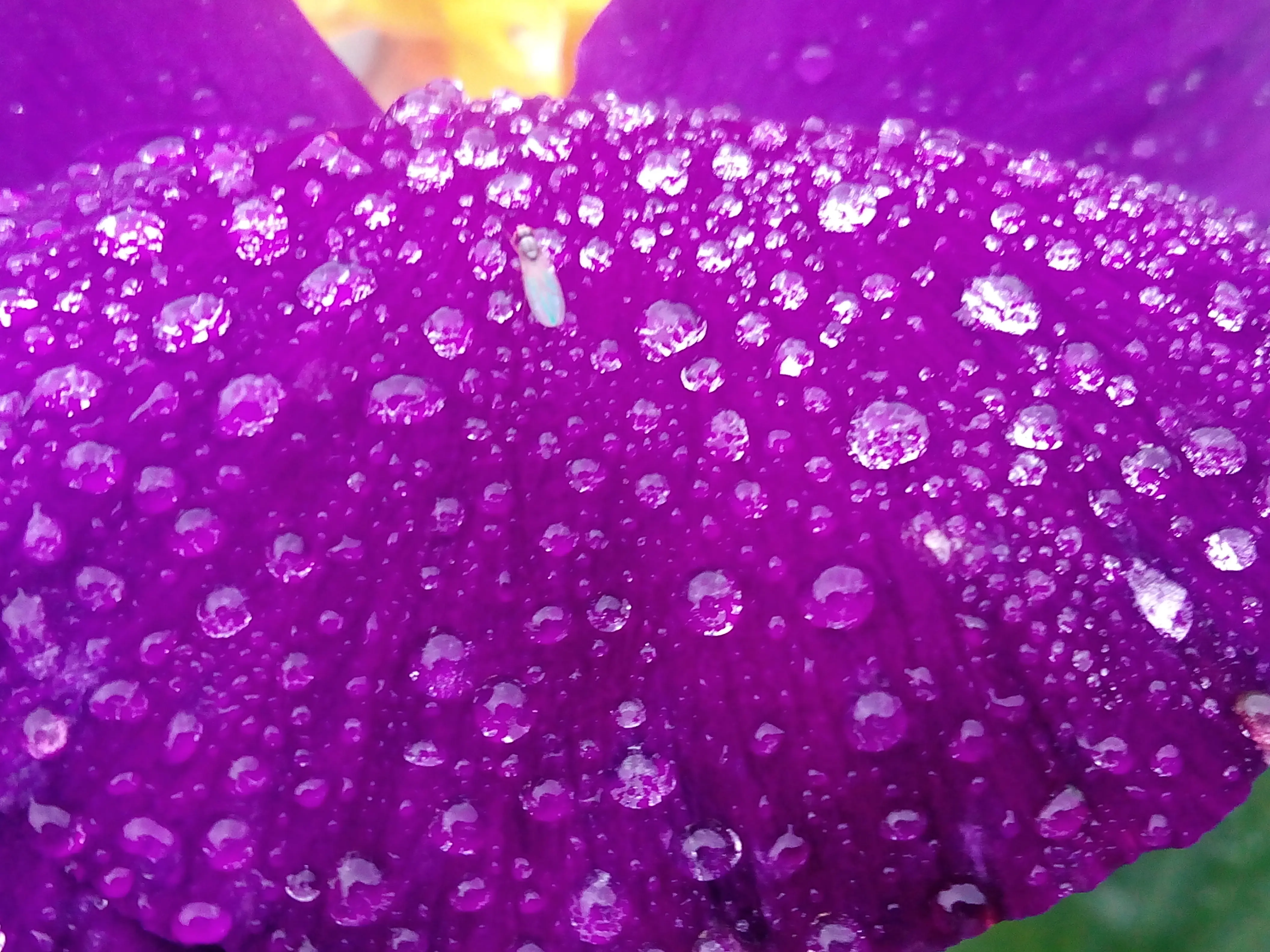 &Fotowelt - pflanzen\Blumen