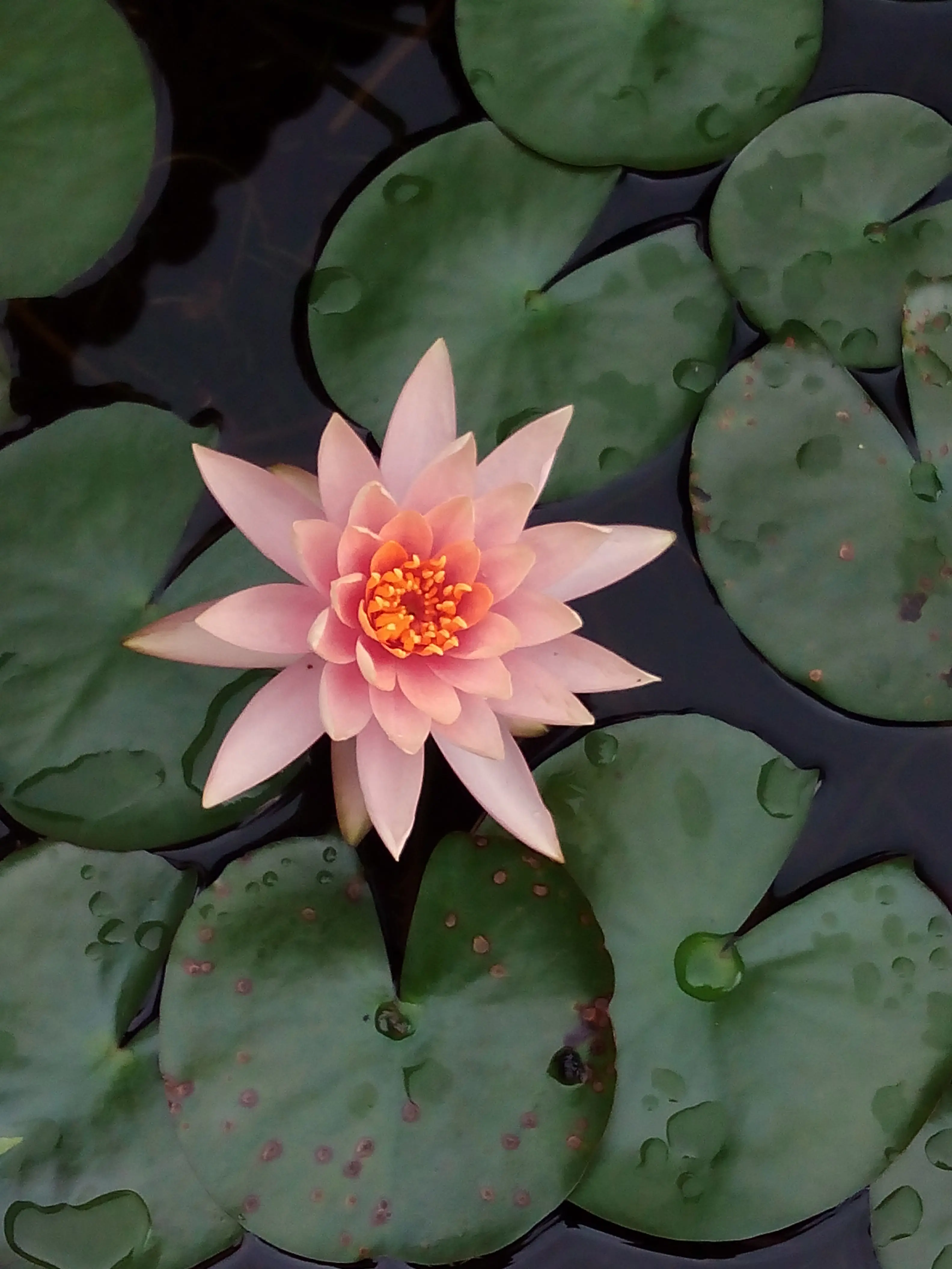 &Fotowelt - pflanzen\Blumen