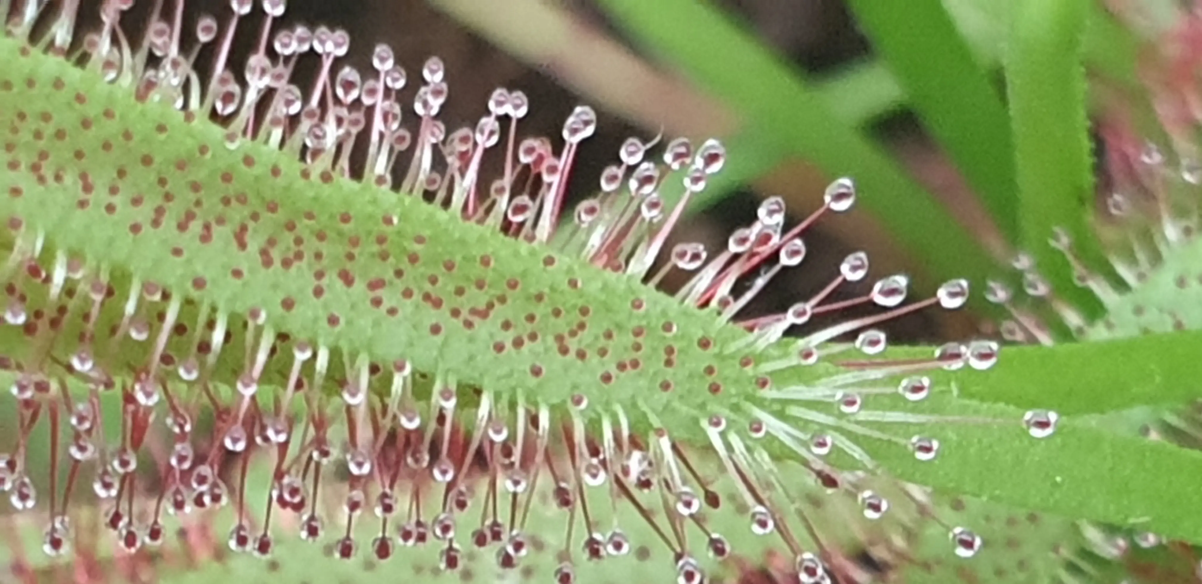 &Fotowelt - pflanzen\verschiedenes