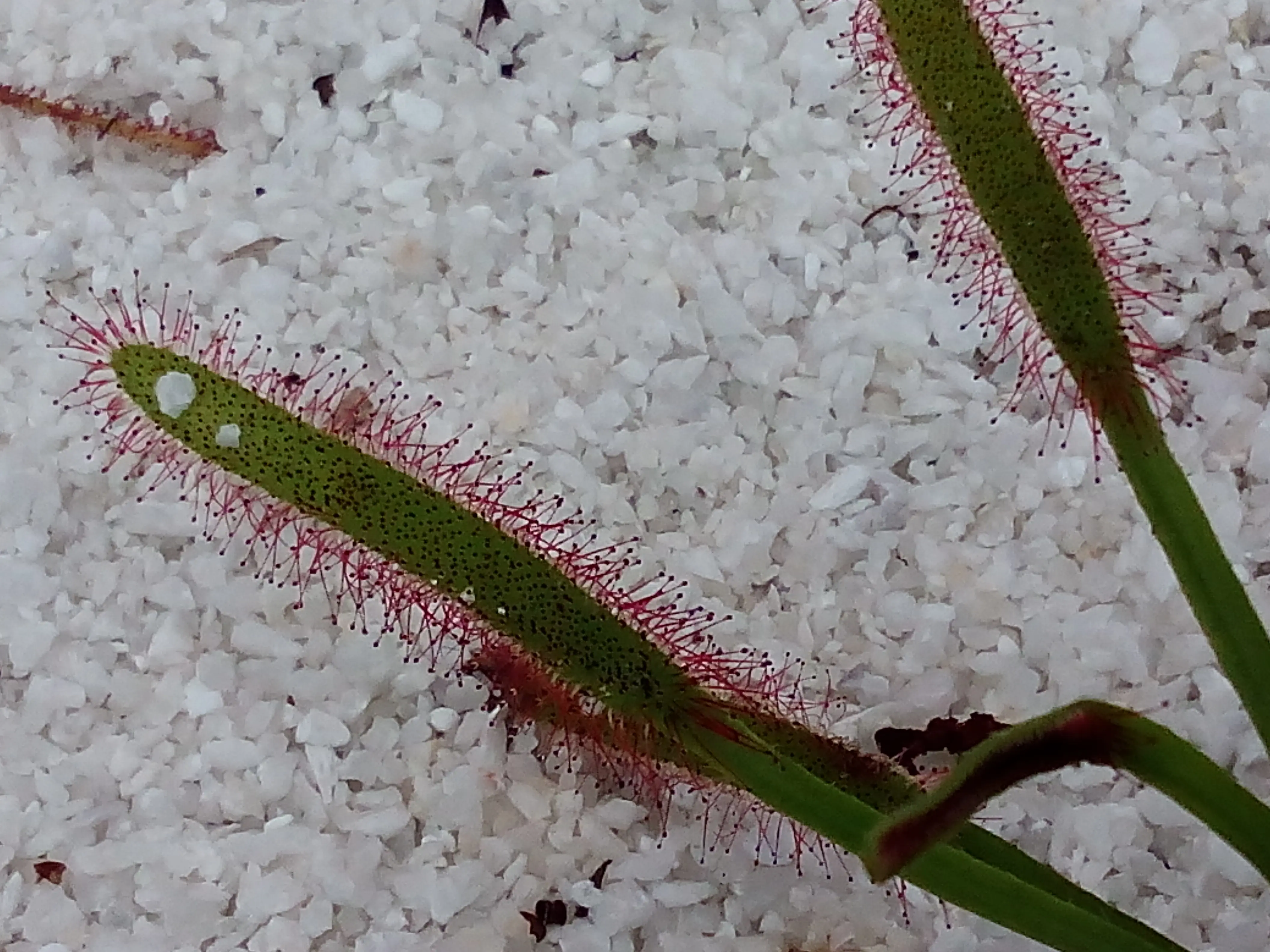 &Fotowelt - pflanzen\verschiedenes