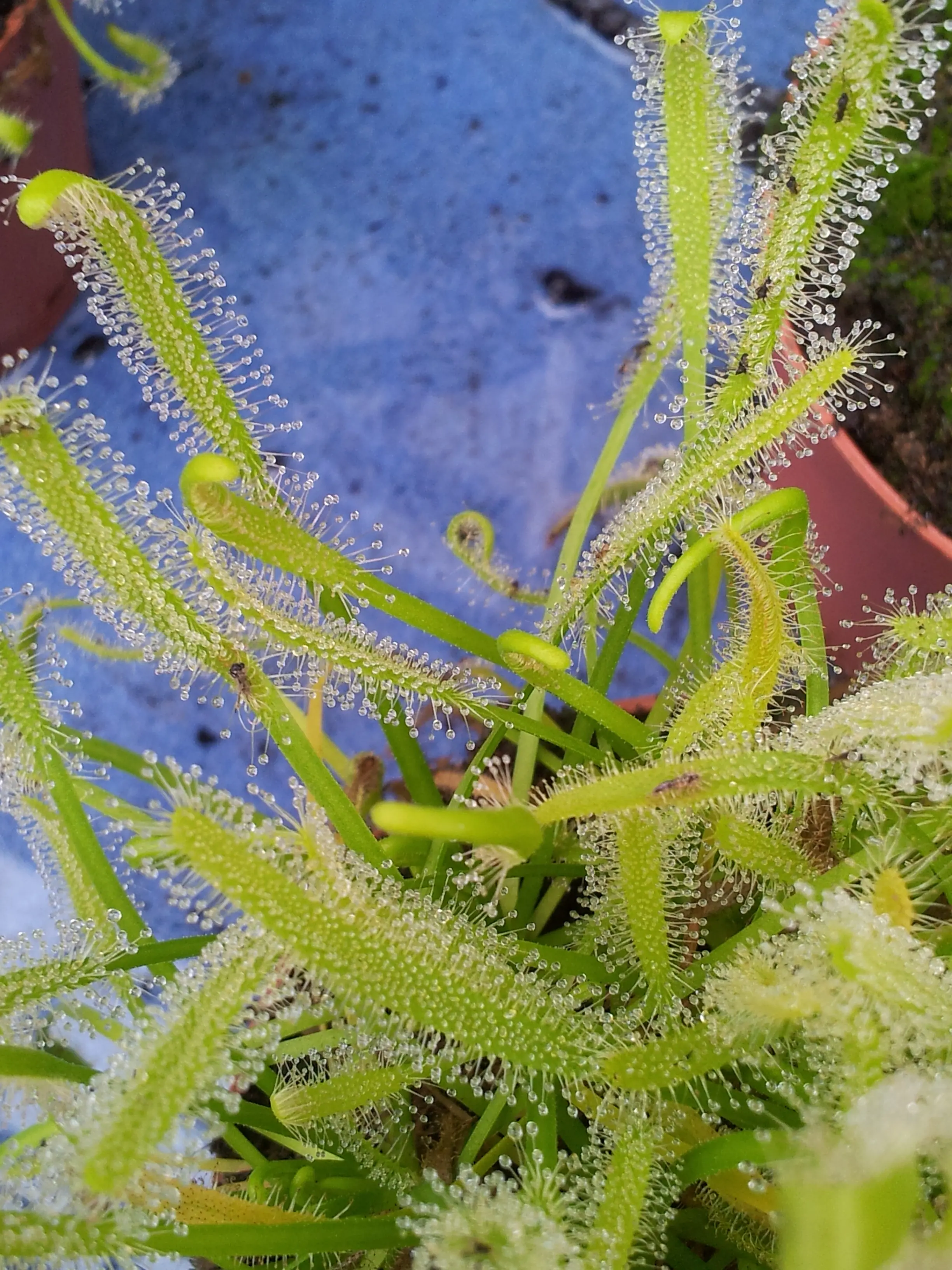 &Fotowelt - pflanzen\verschiedenes