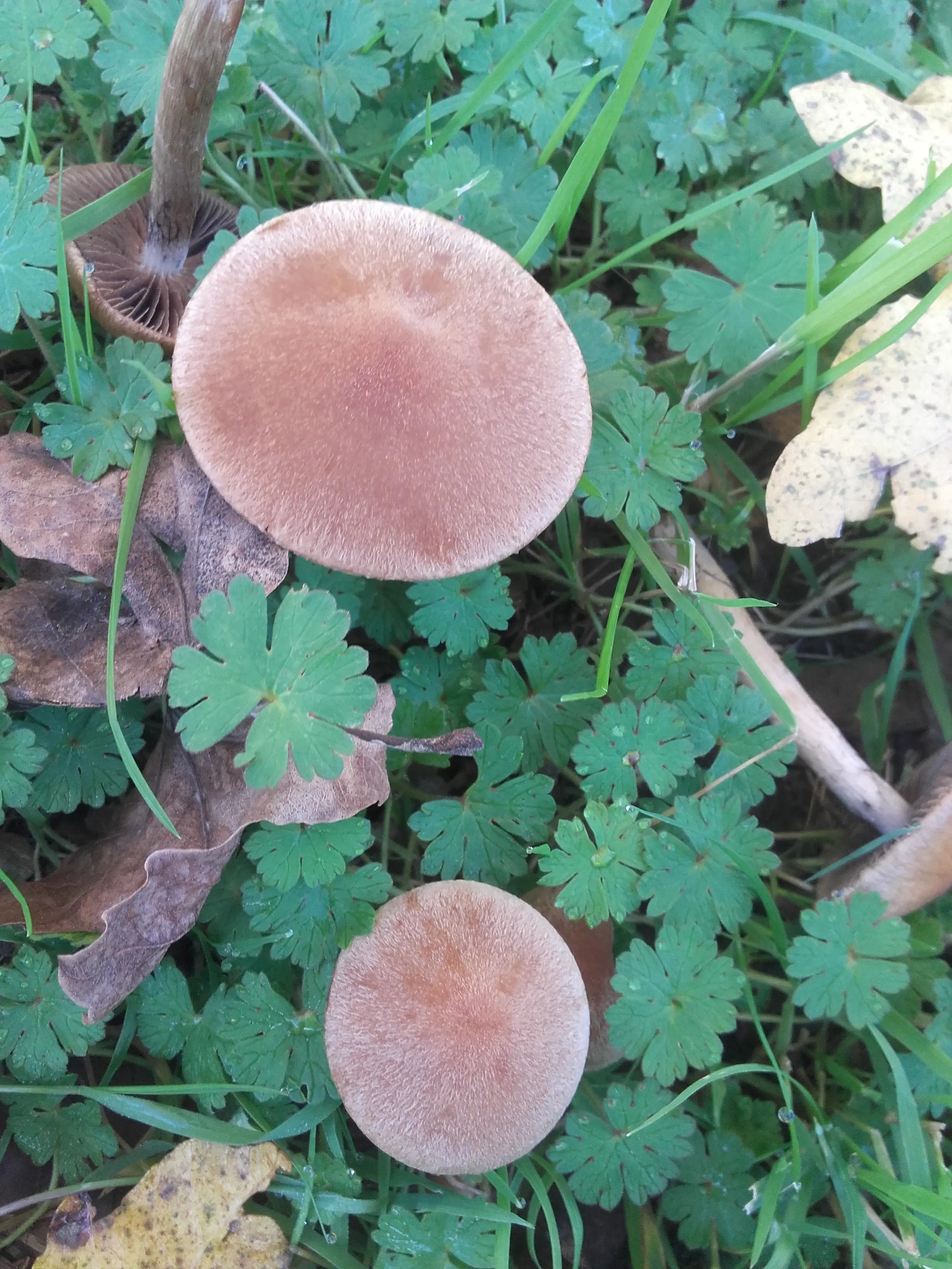 &Fotowelt - pflanzen\verschiedenes