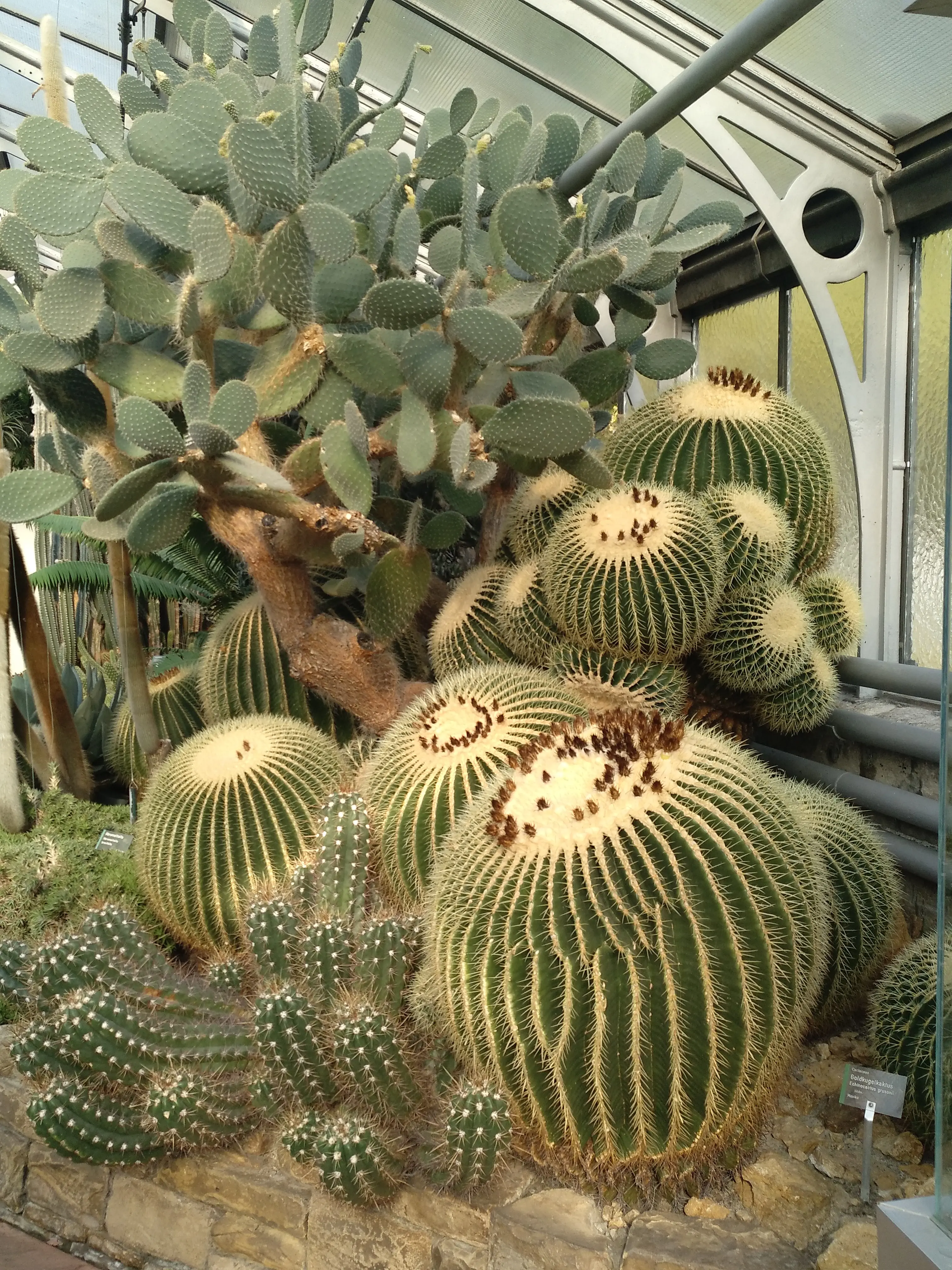 &Fotowelt - pflanzen\verschiedenes