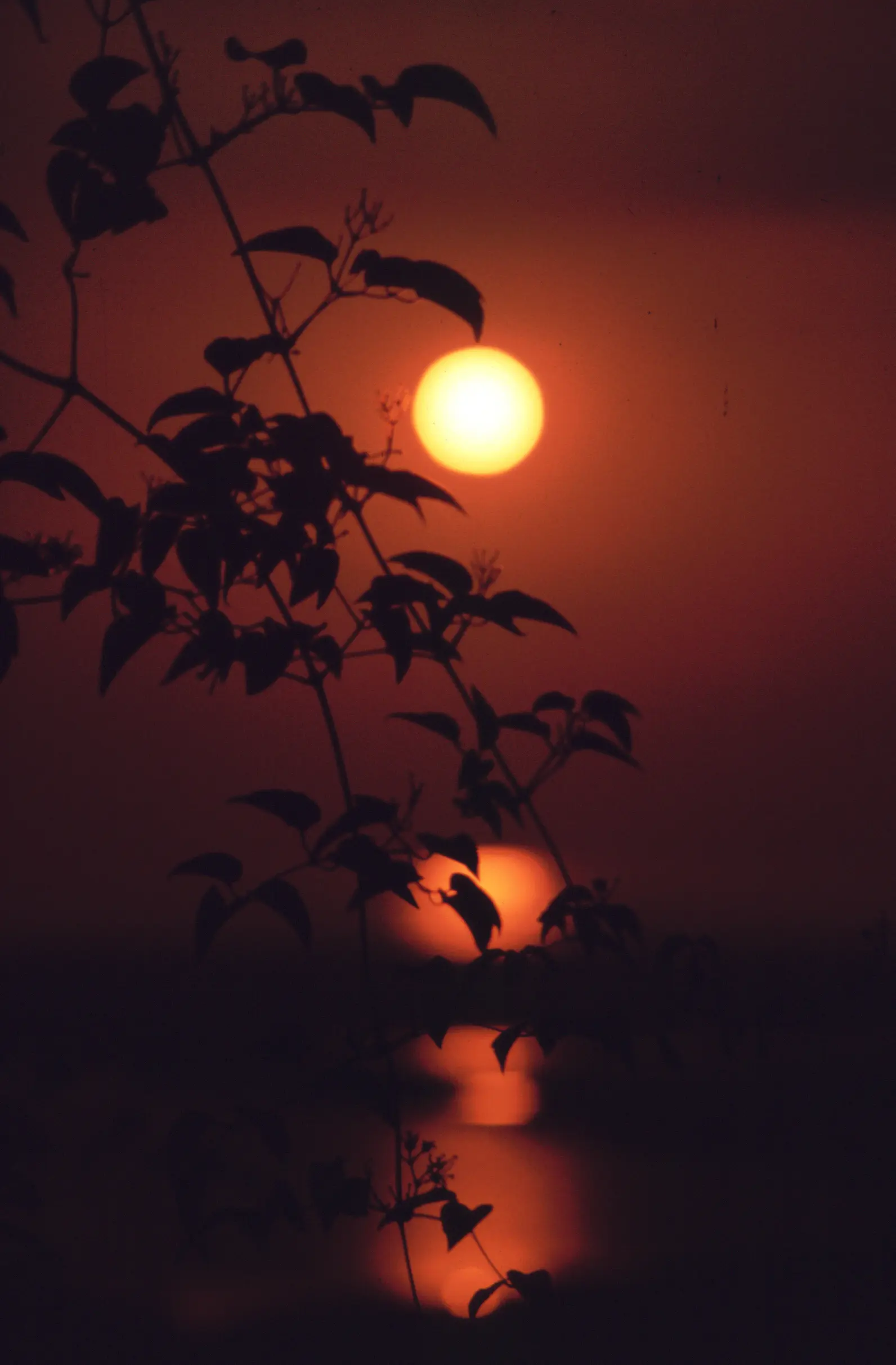 &Fotowelt - pflanzen\raritaeten