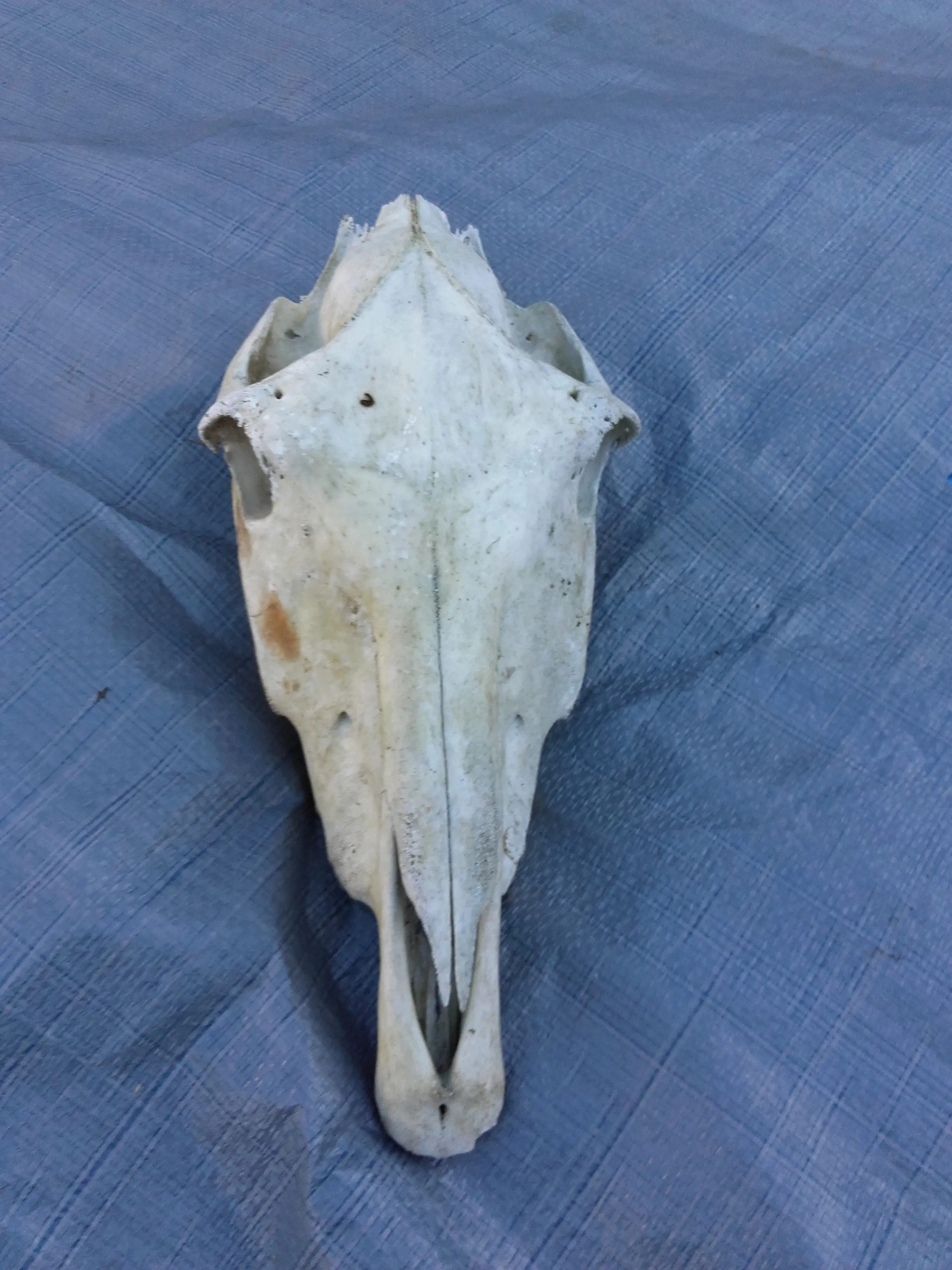 &Fotowelt - pflanzen\raritaeten