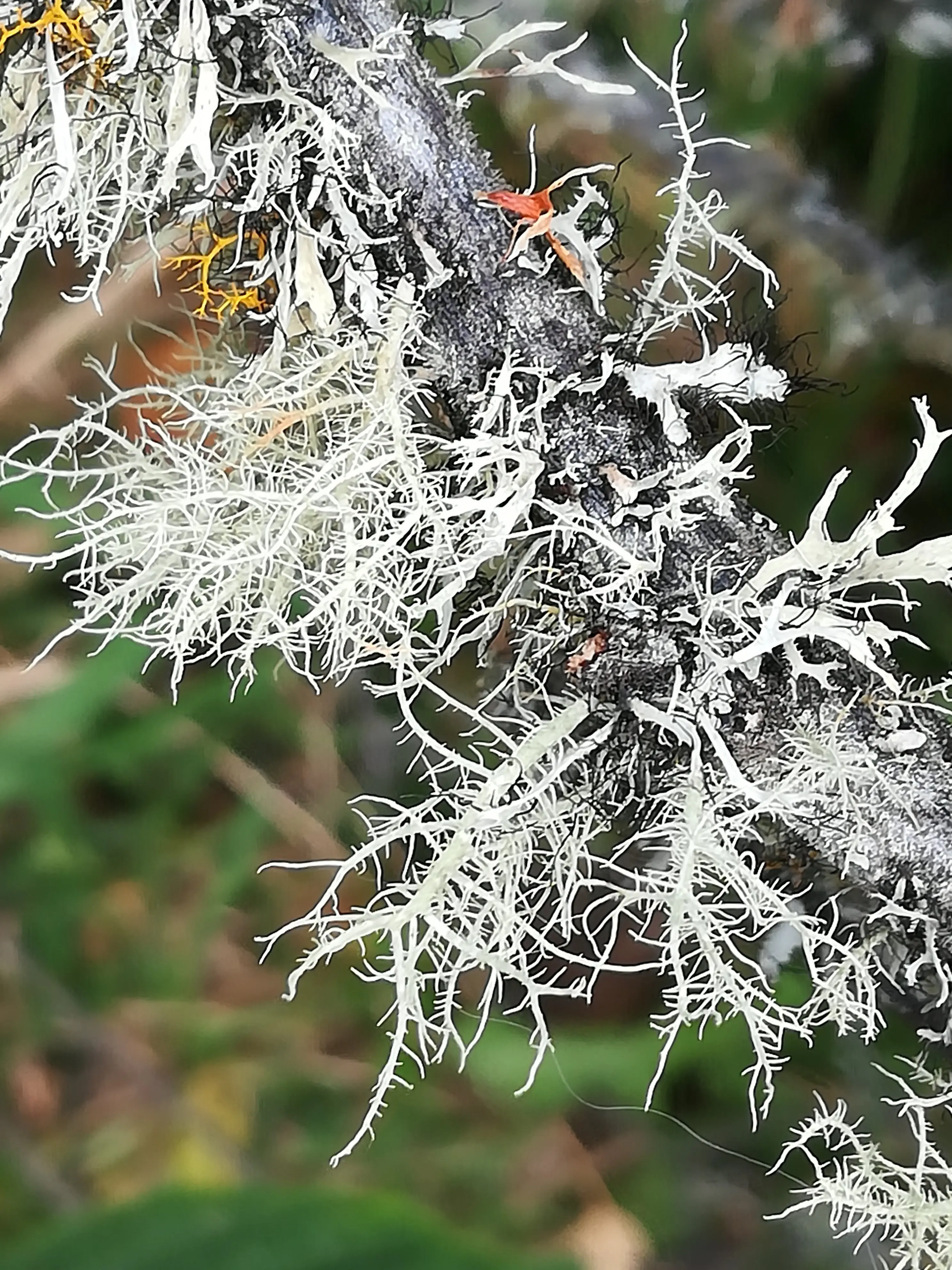 &Fotowelt - pflanzen\raritaeten