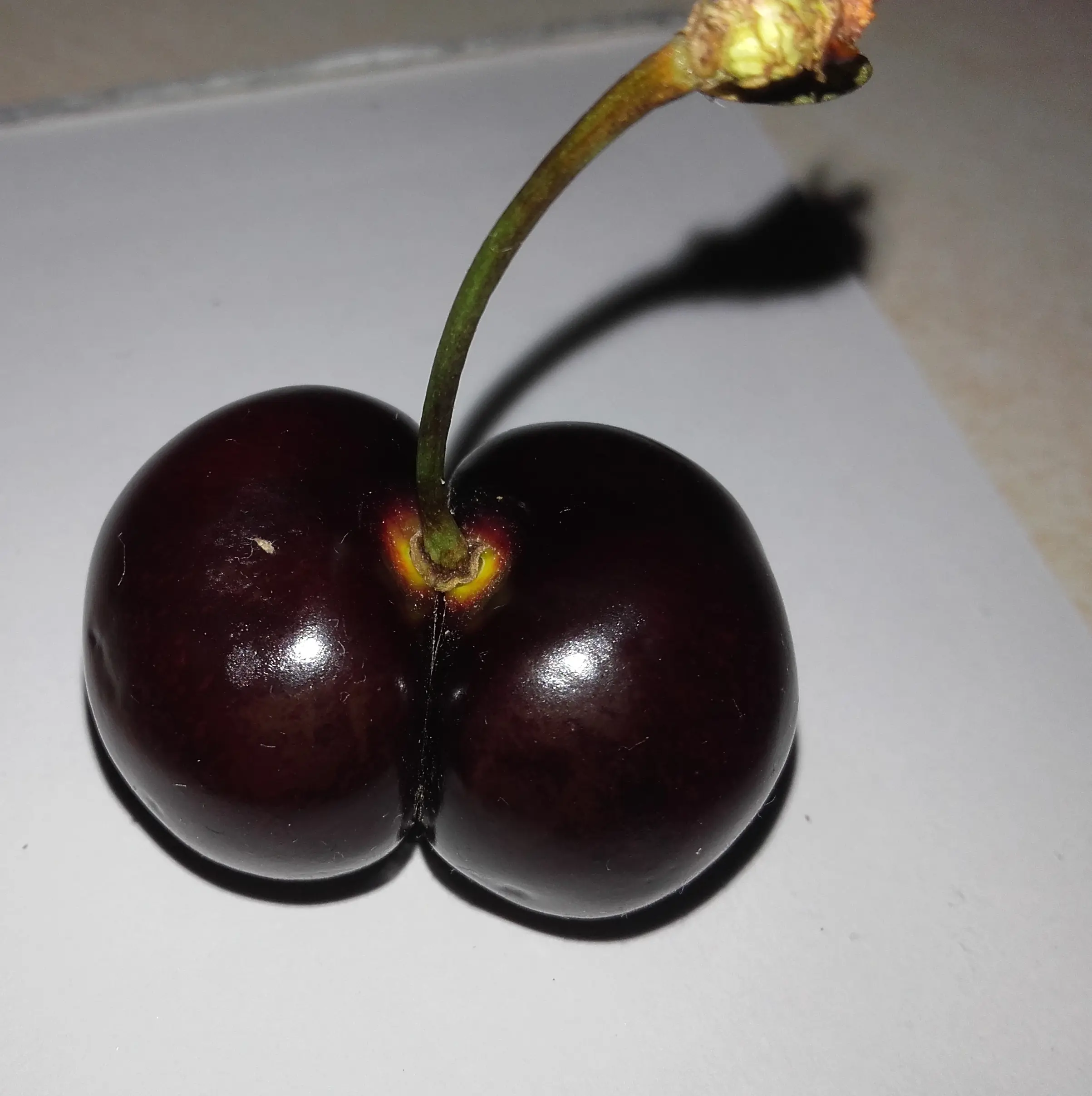 &Fotowelt - pflanzen\raritaeten