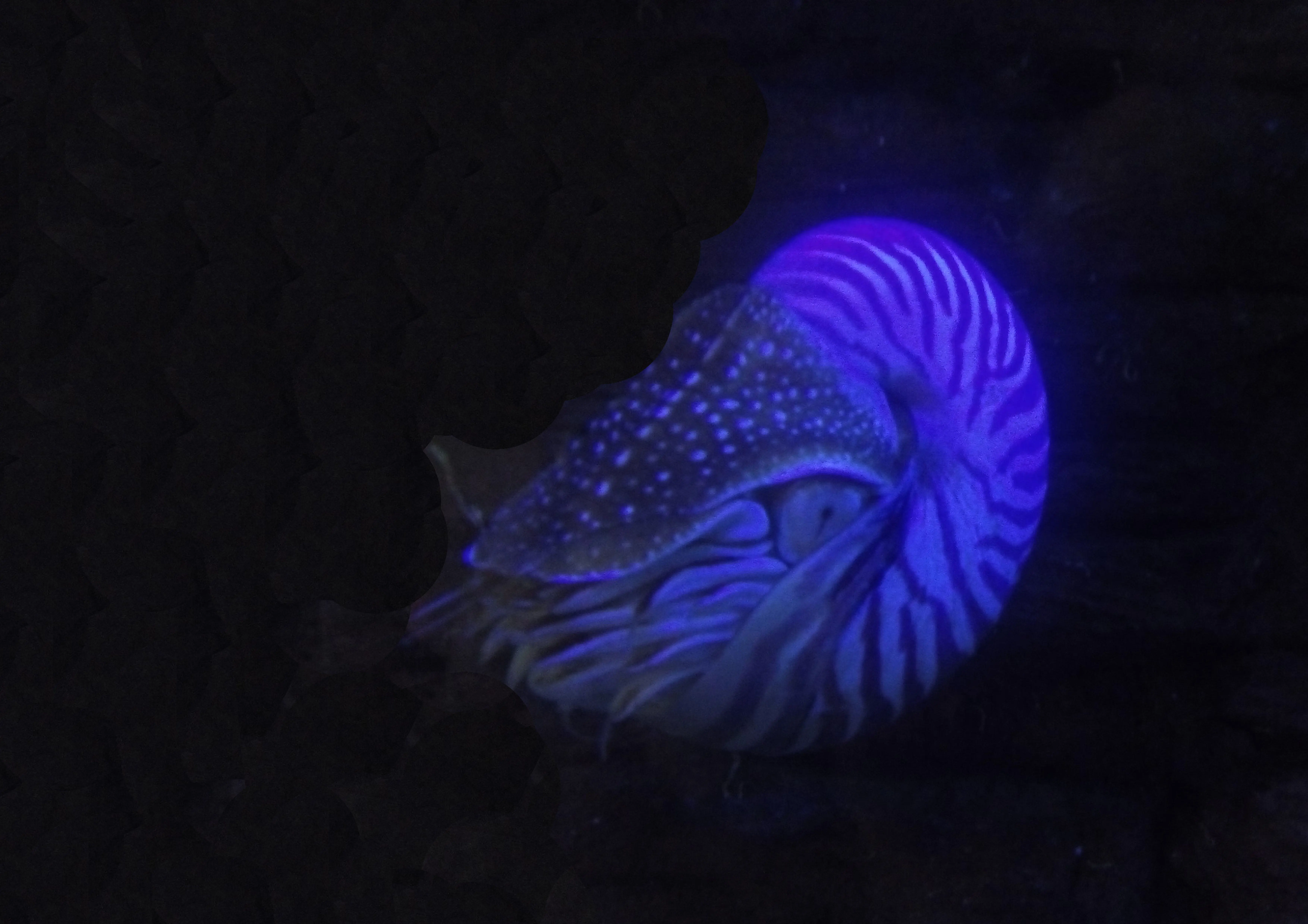 &Fotowelt - tiere\andere