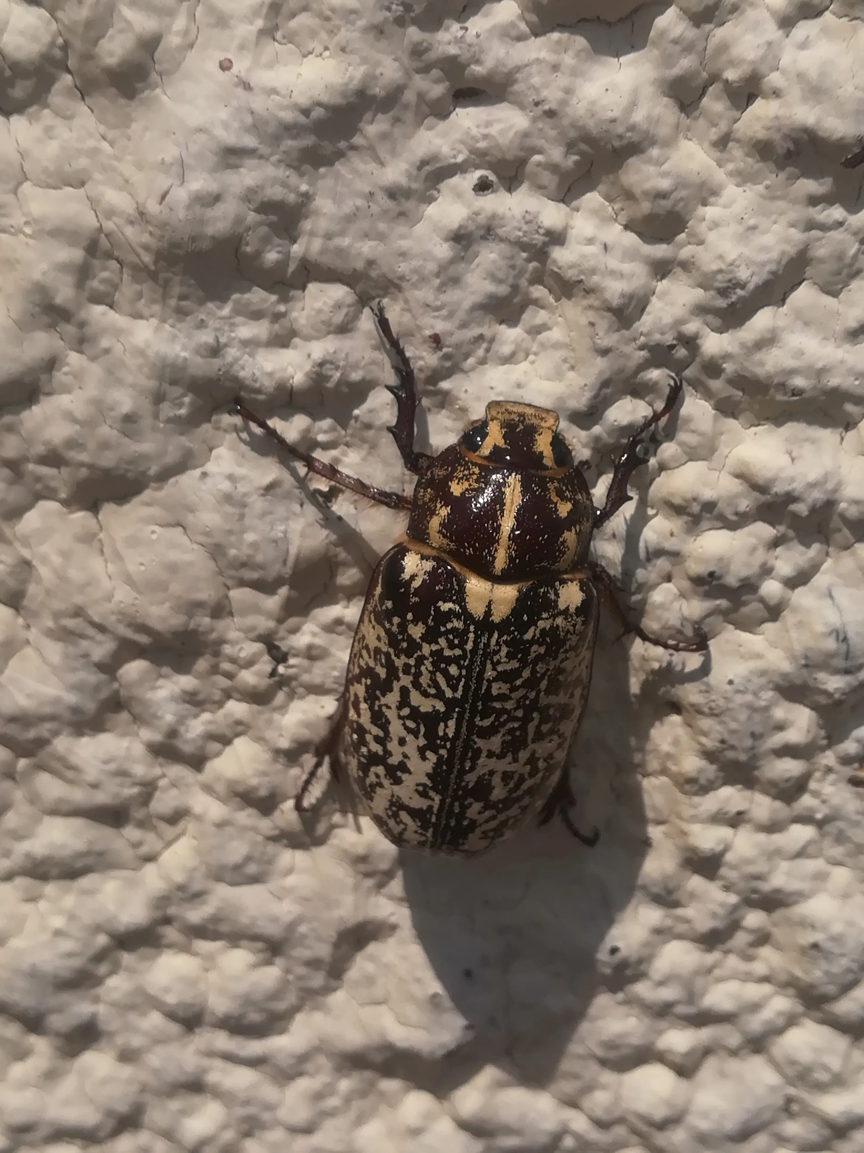 &Fotowelt - Insekten