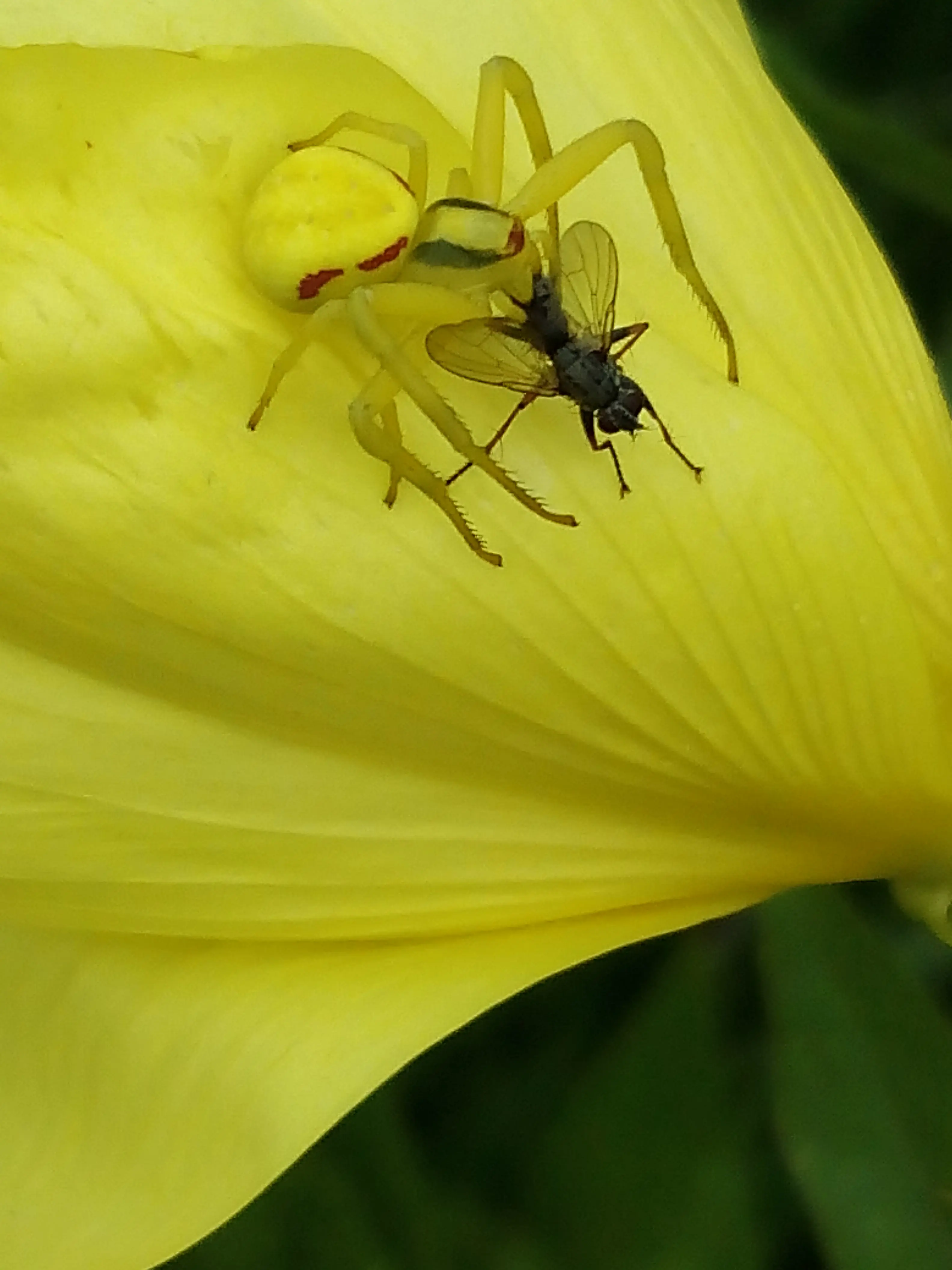 &Fotowelt - Insekten