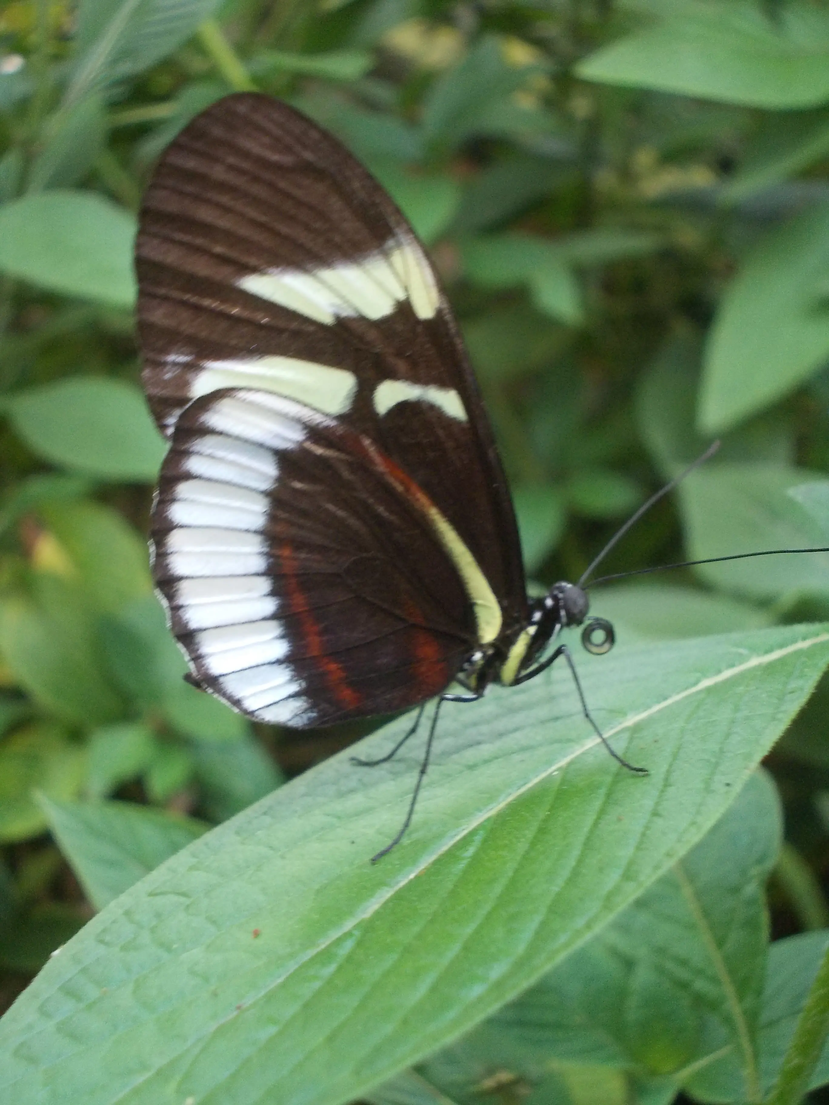 &Fotowelt - Insekten
