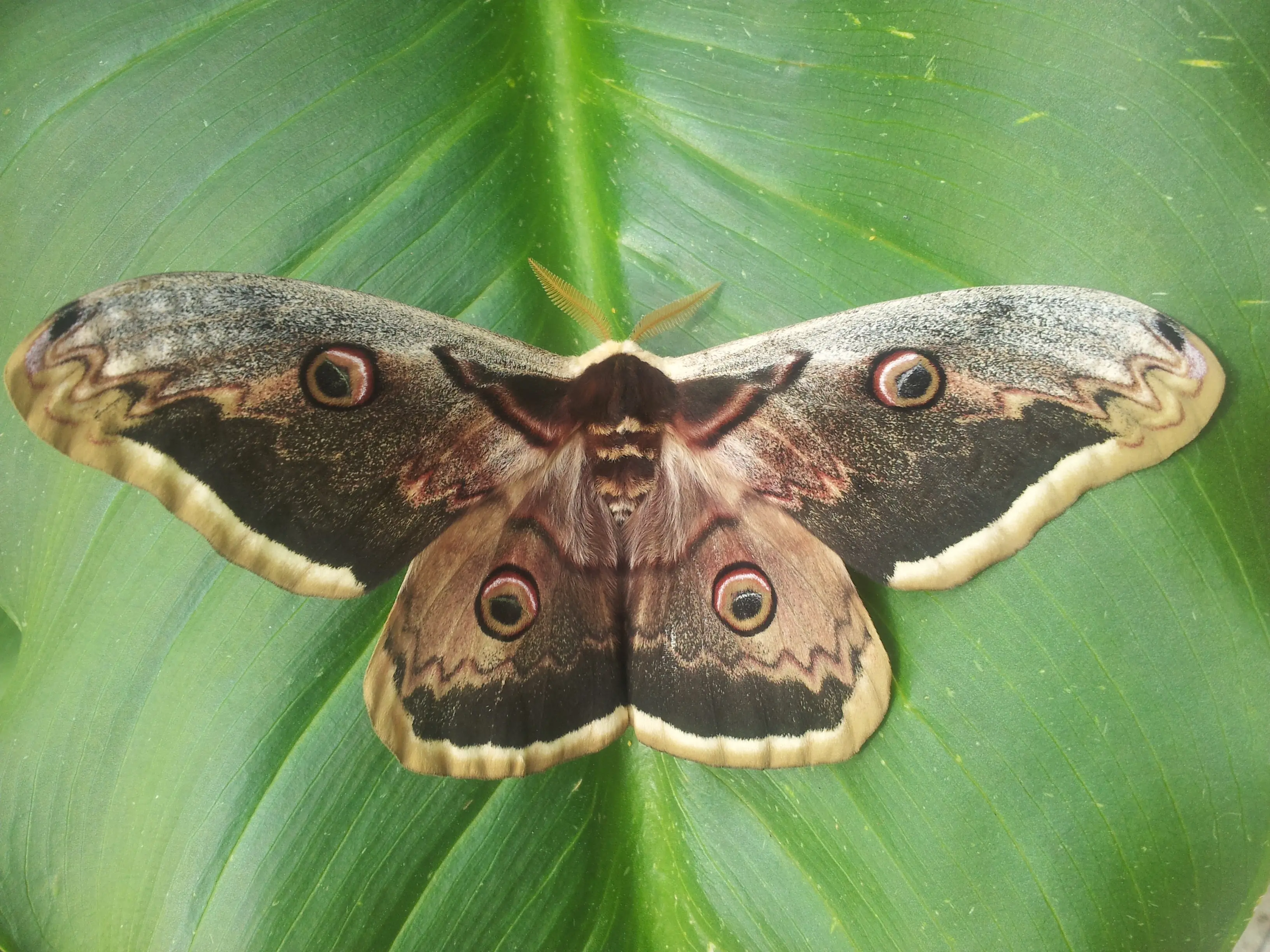 &Fotowelt - Insekten