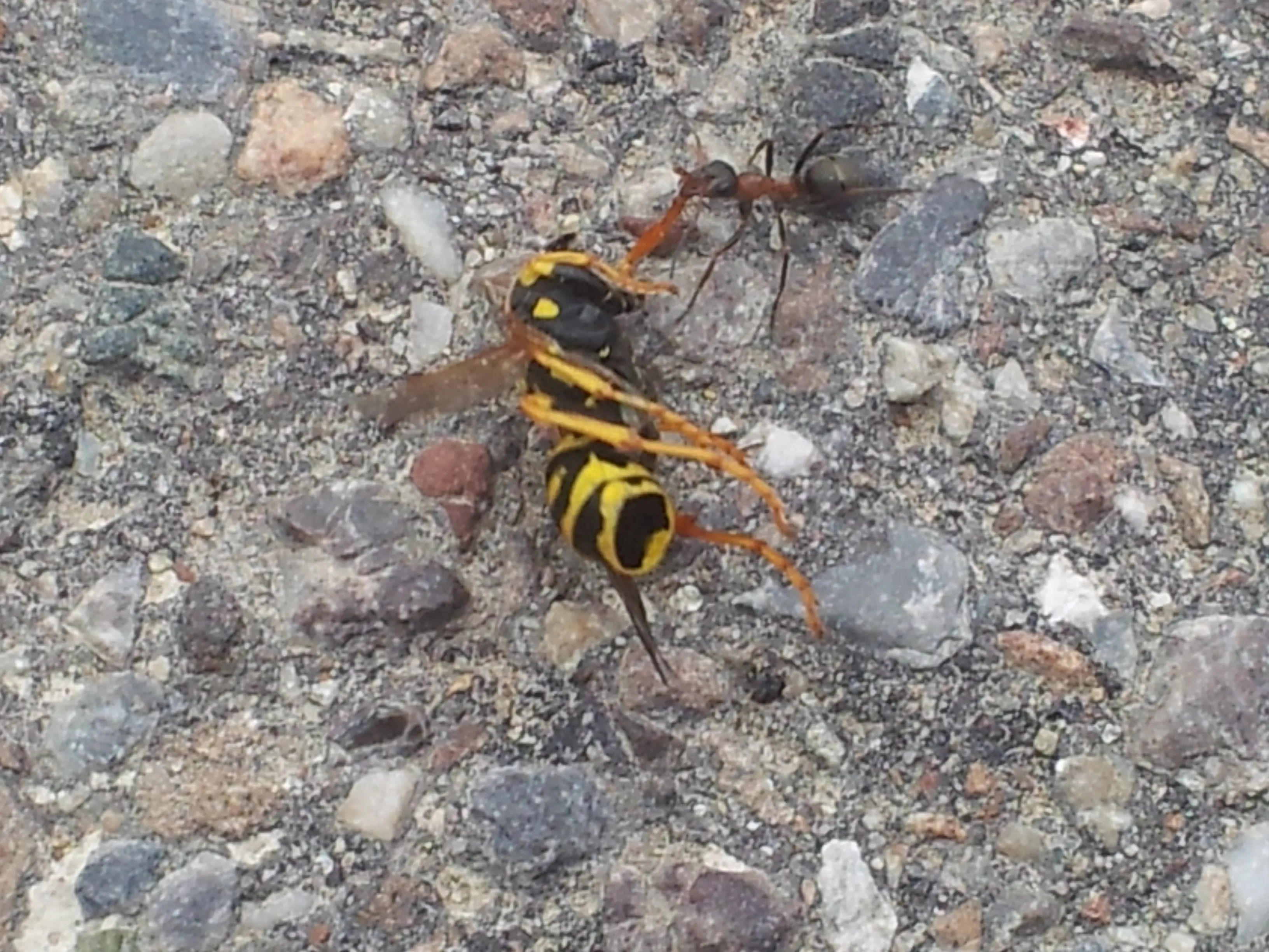 &Fotowelt - Insekten