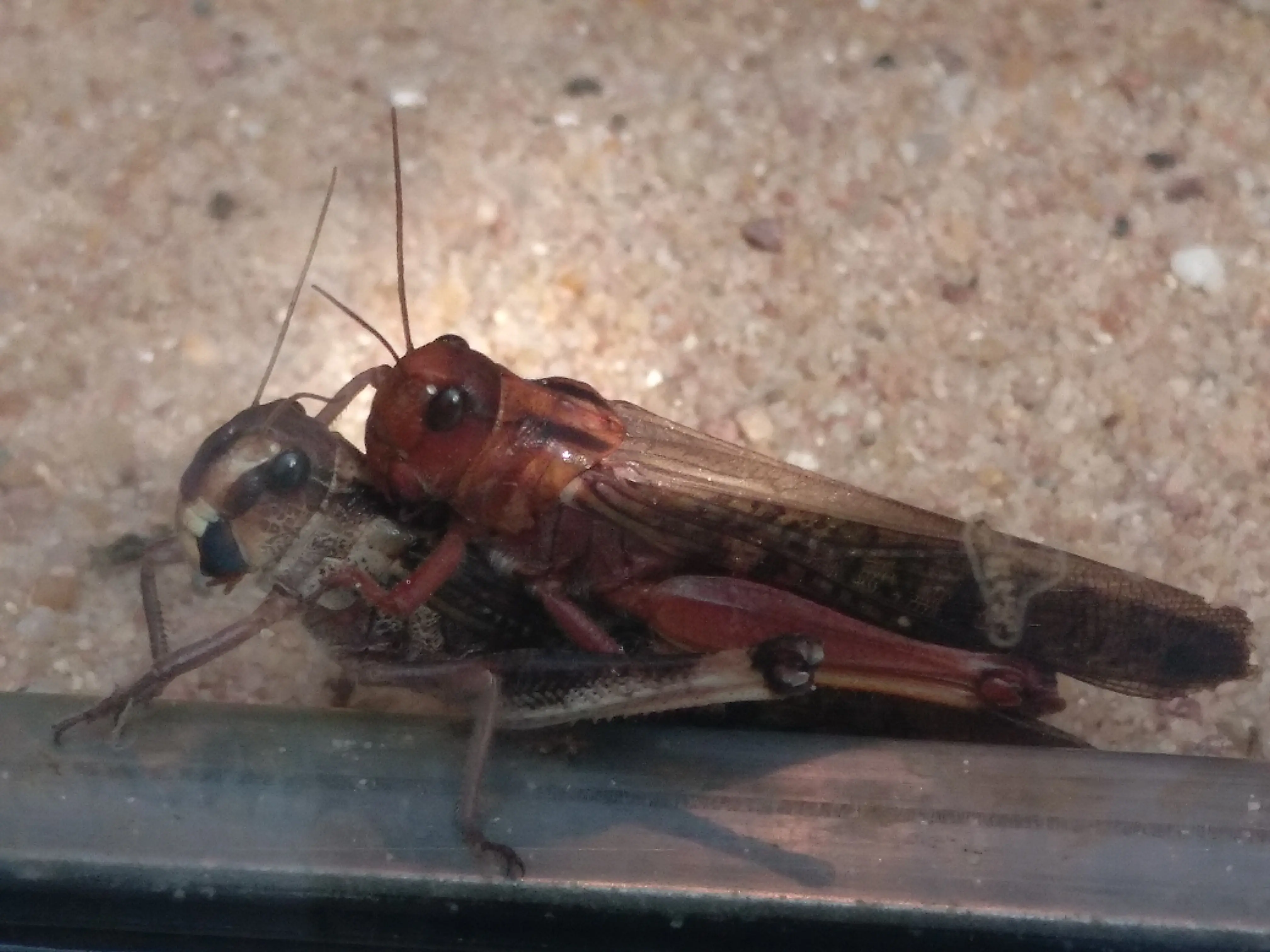 &Fotowelt - Insekten