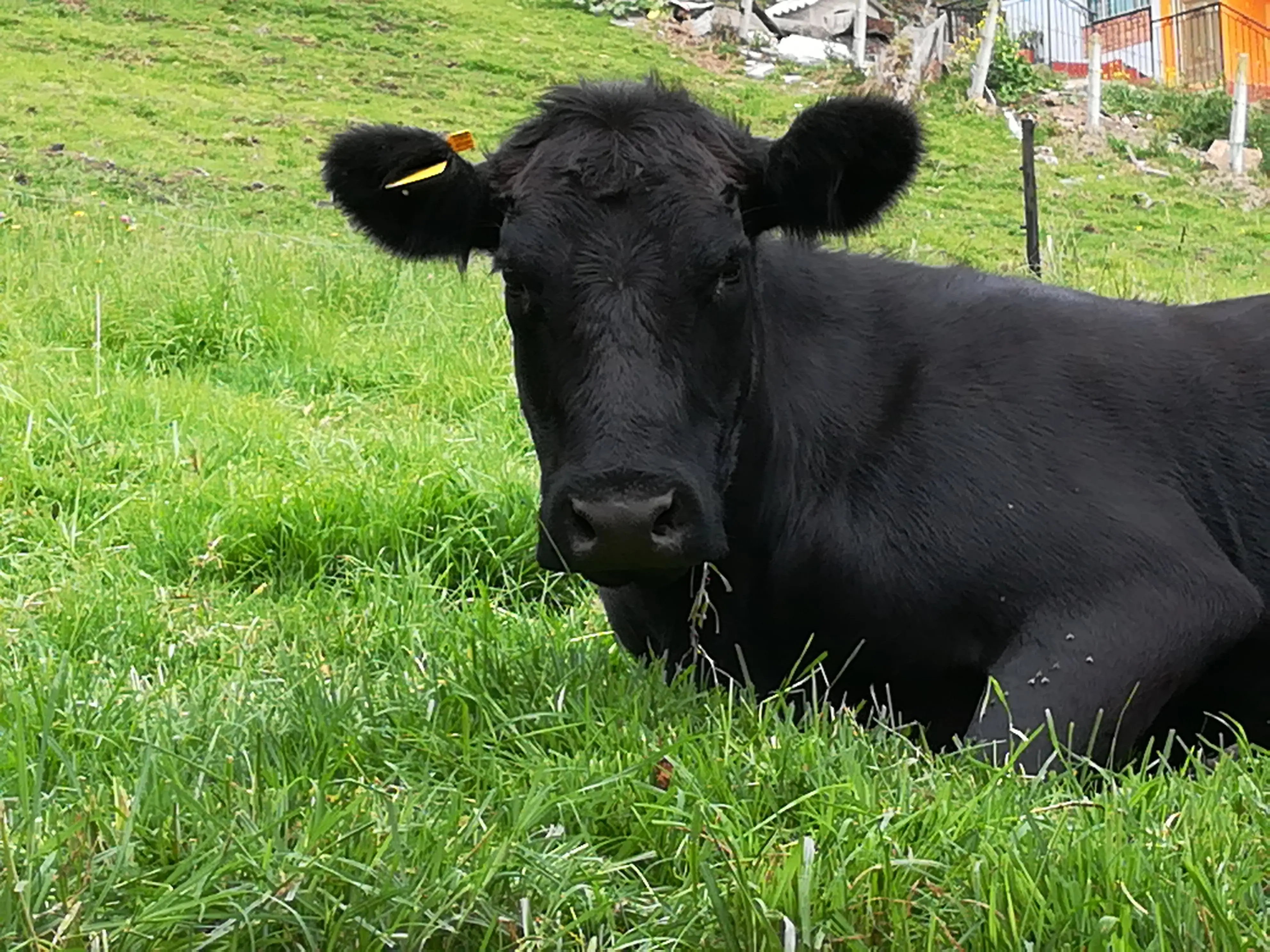 &Fotowelt - Säugetiere