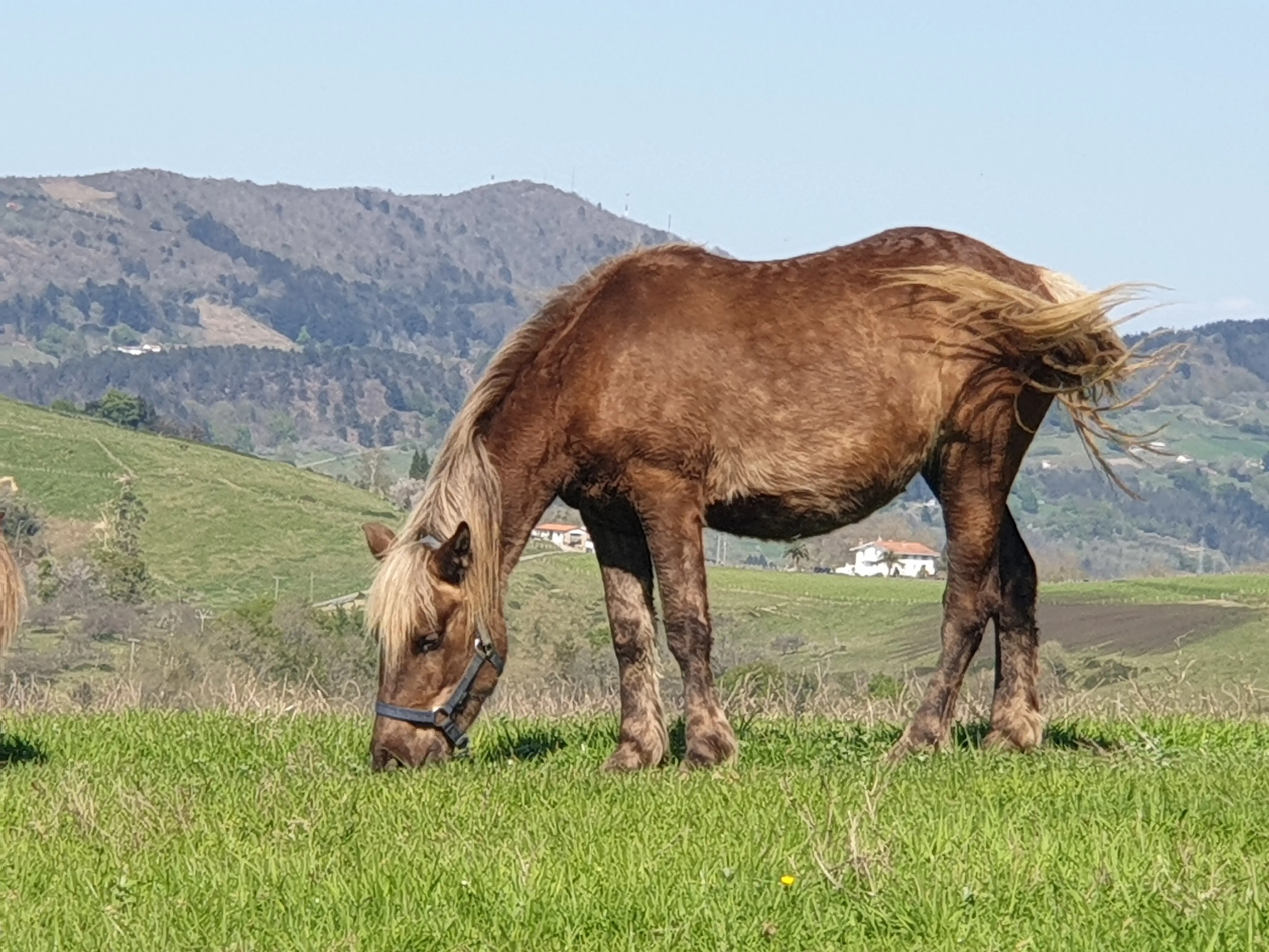 &Fotowelt - Säugetiere