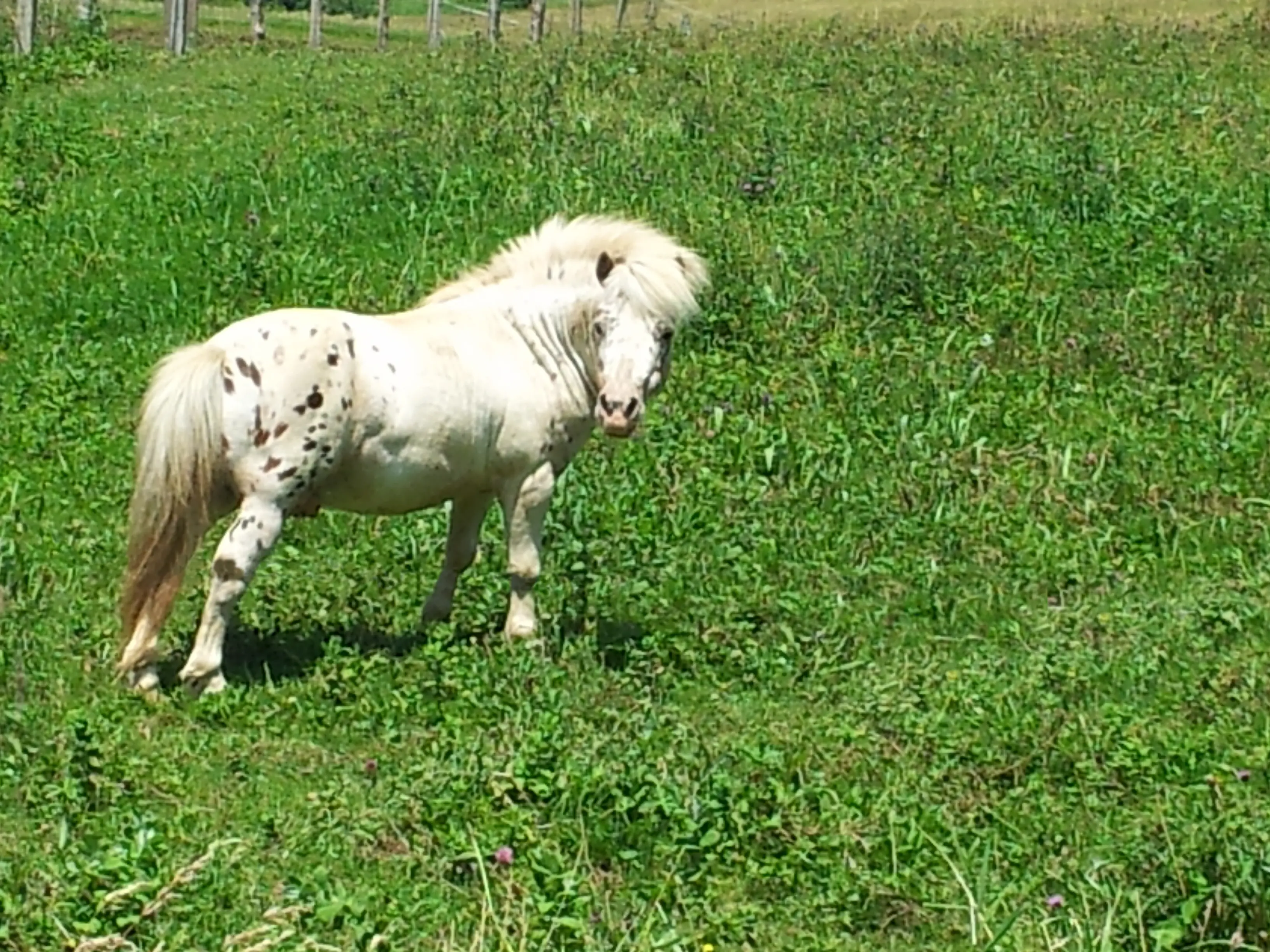 &Fotowelt - Säugetiere