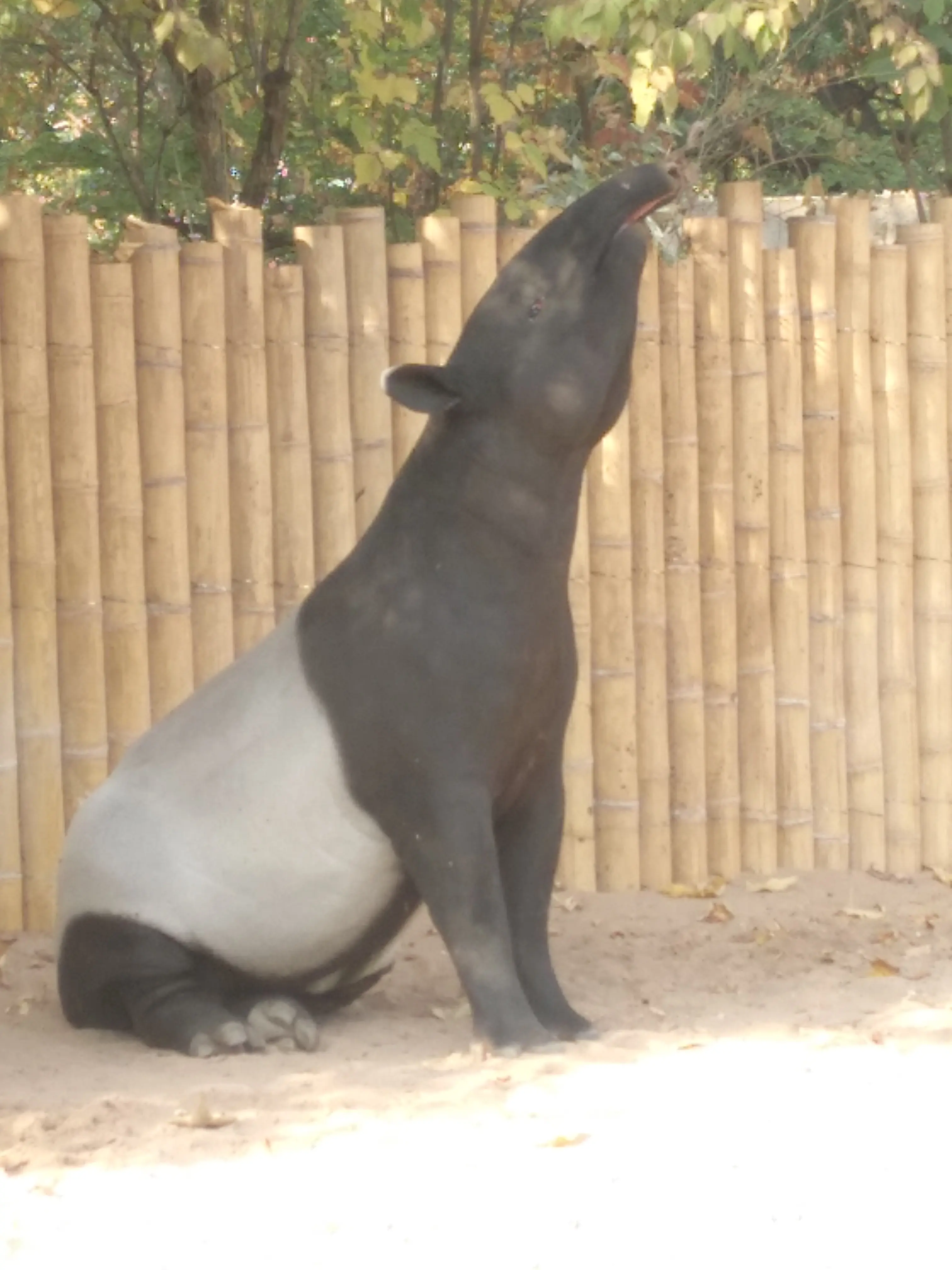 &Fotowelt - Säugetiere