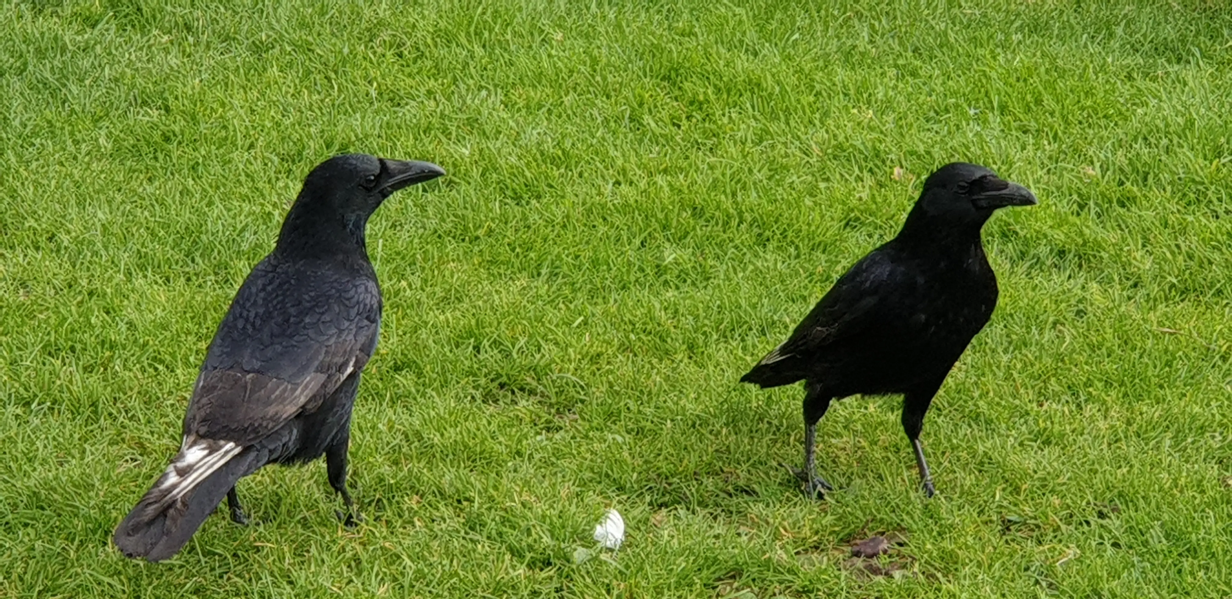 &Fotowelt - tiere\voegel