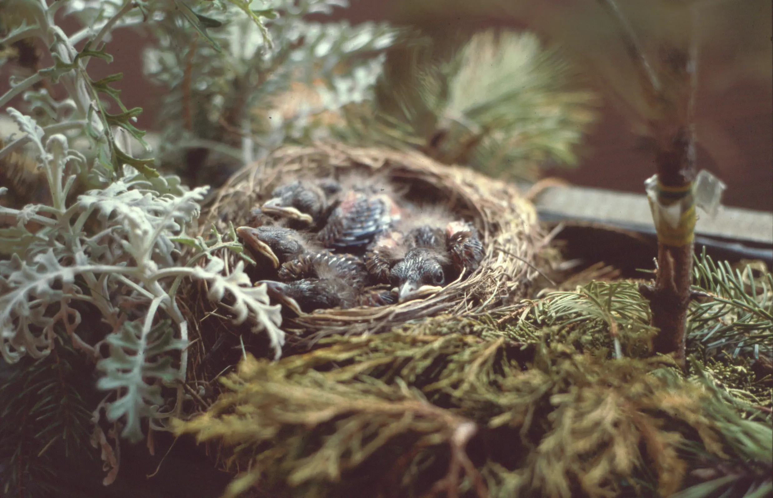 &Fotowelt - tiere\voegel