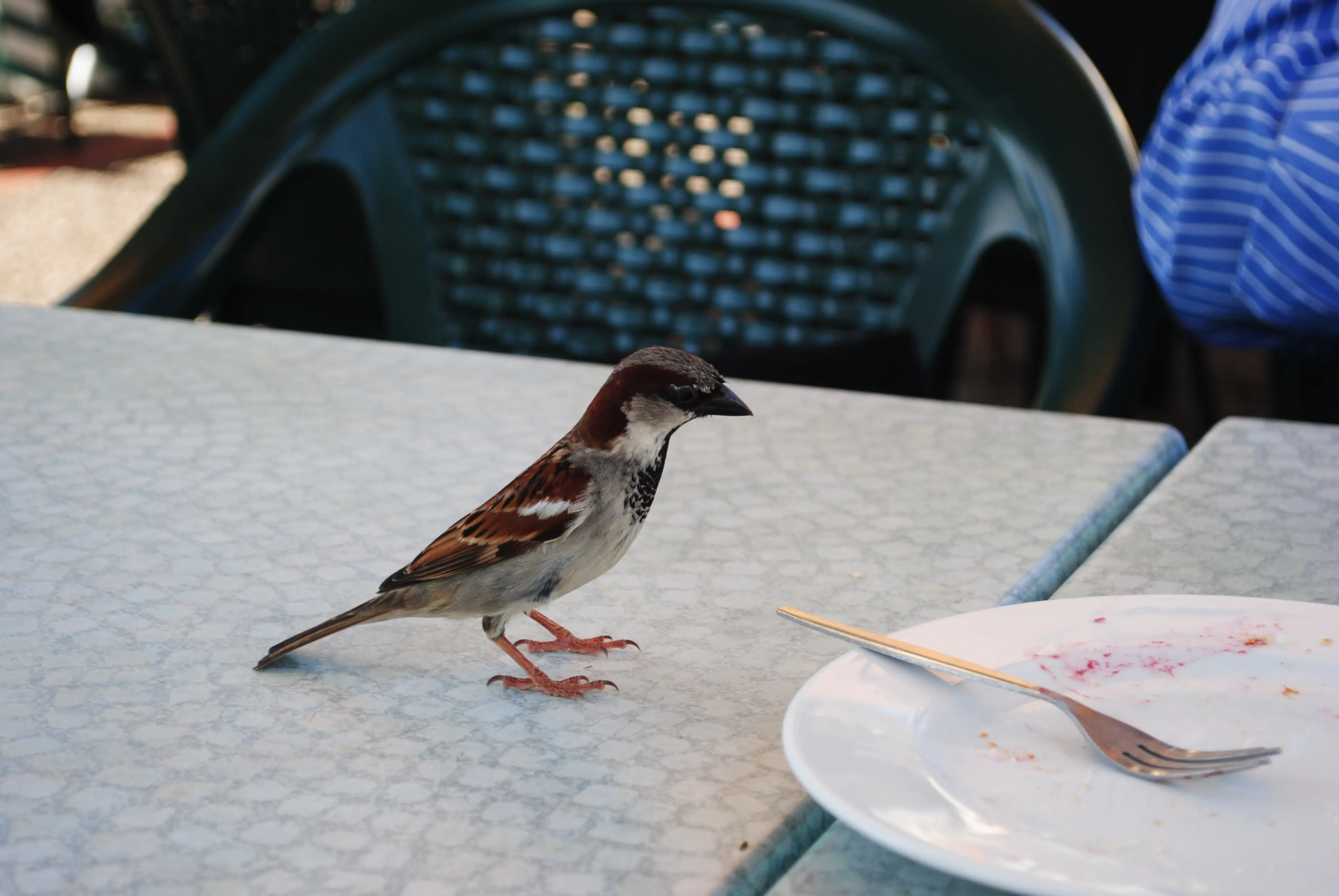 &Fotowelt - tiere\voegel