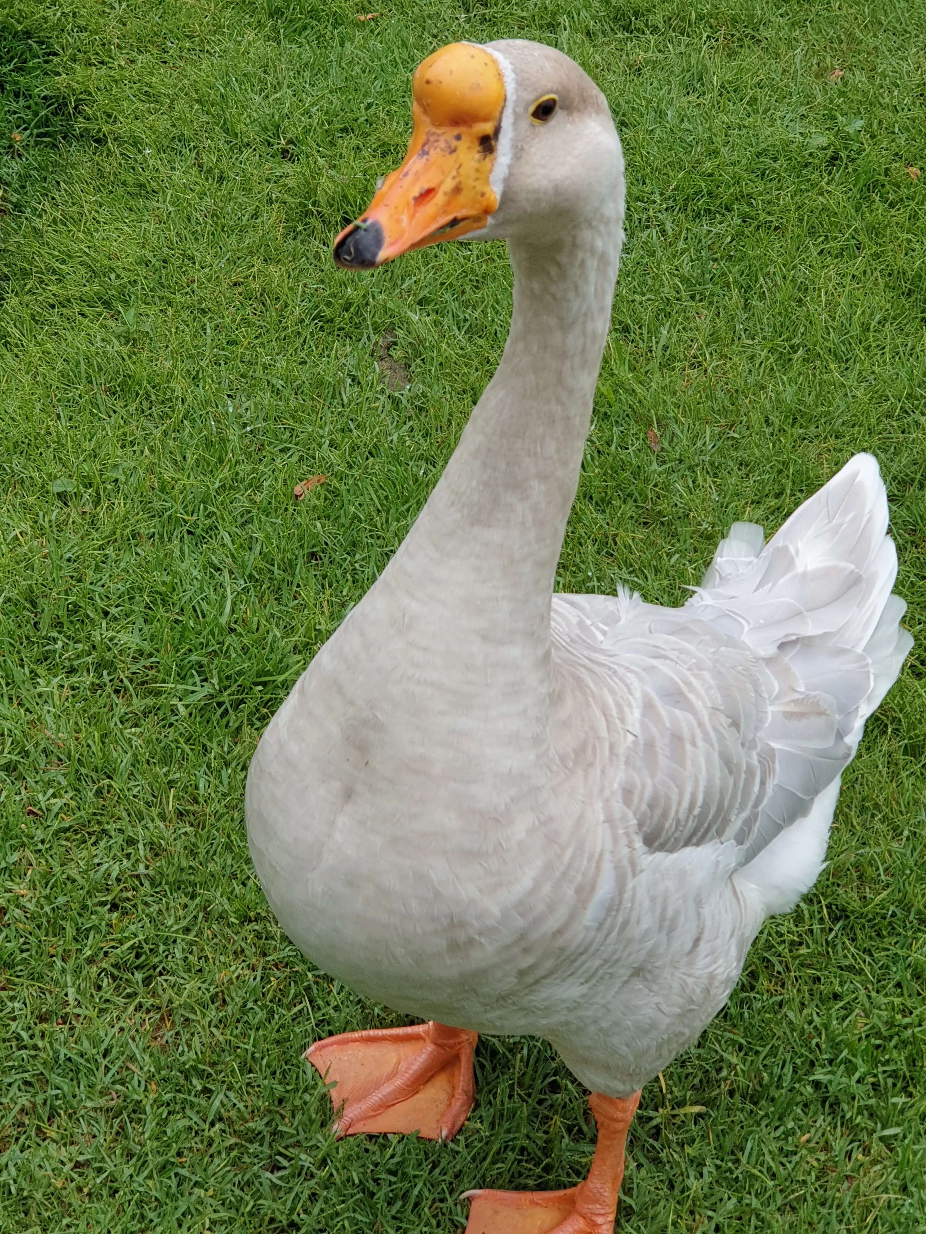 &Fotowelt - tiere\voegel