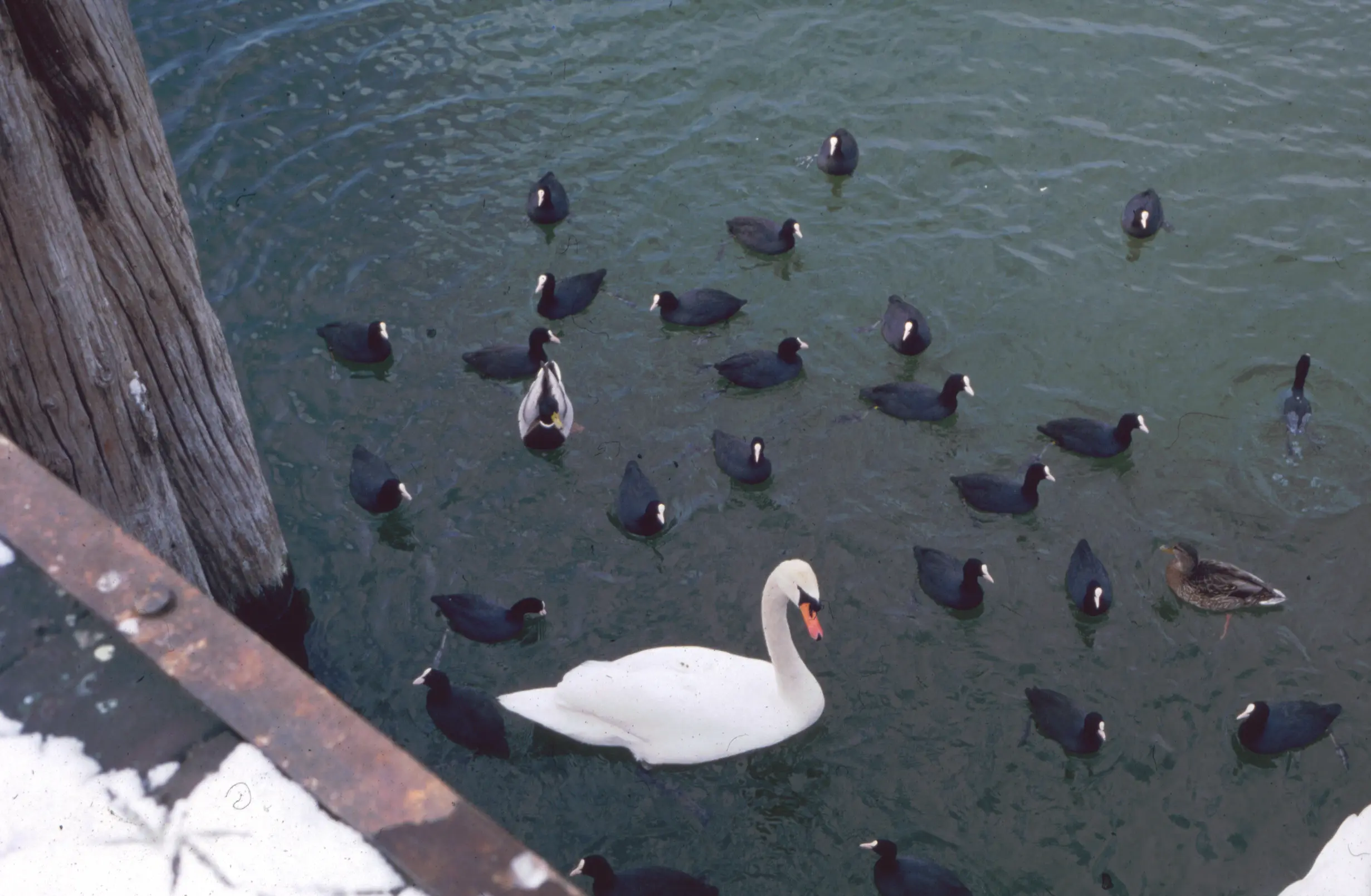 &Fotowelt - tiere\voegel