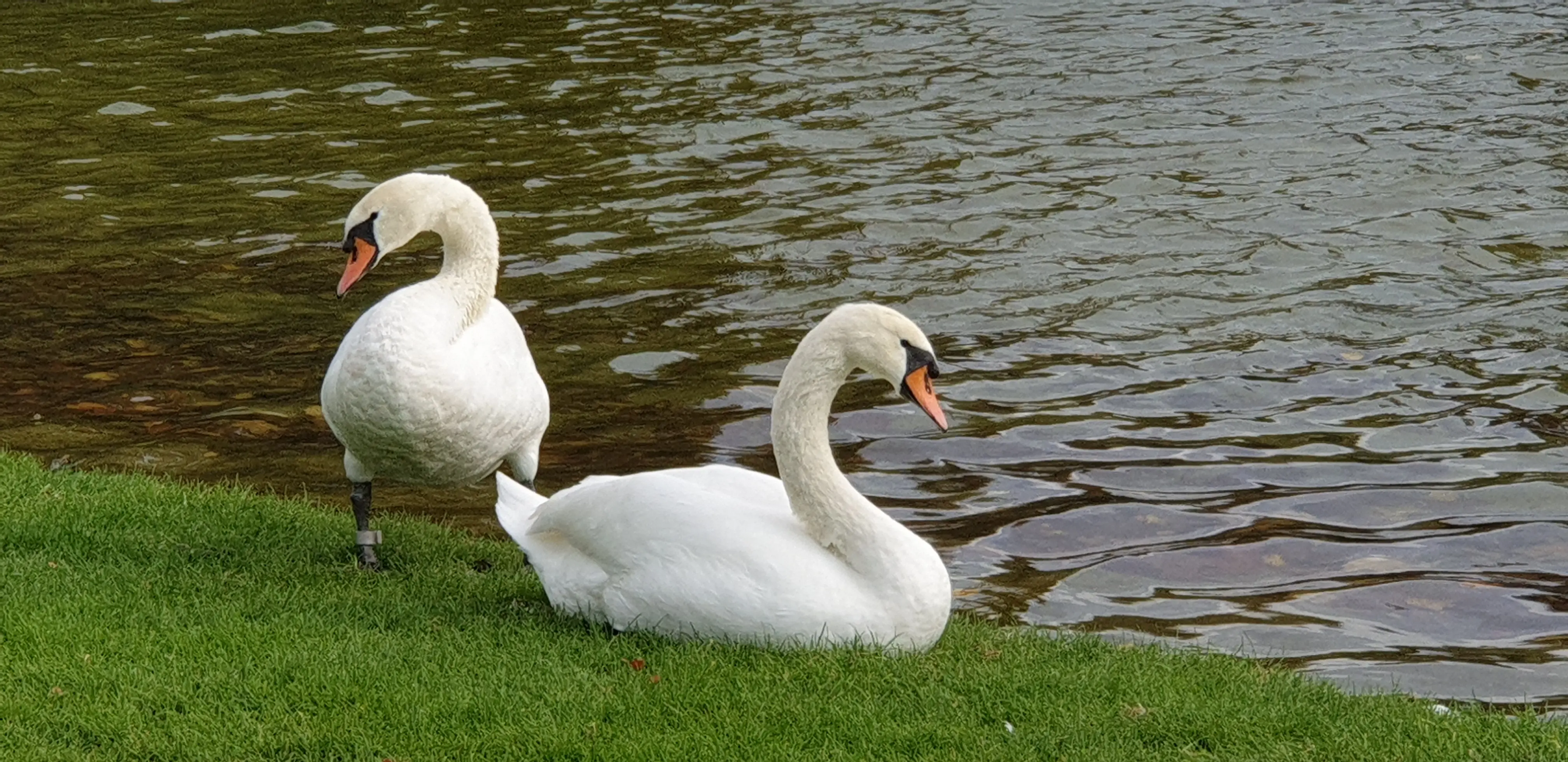 &Fotowelt - tiere\voegel