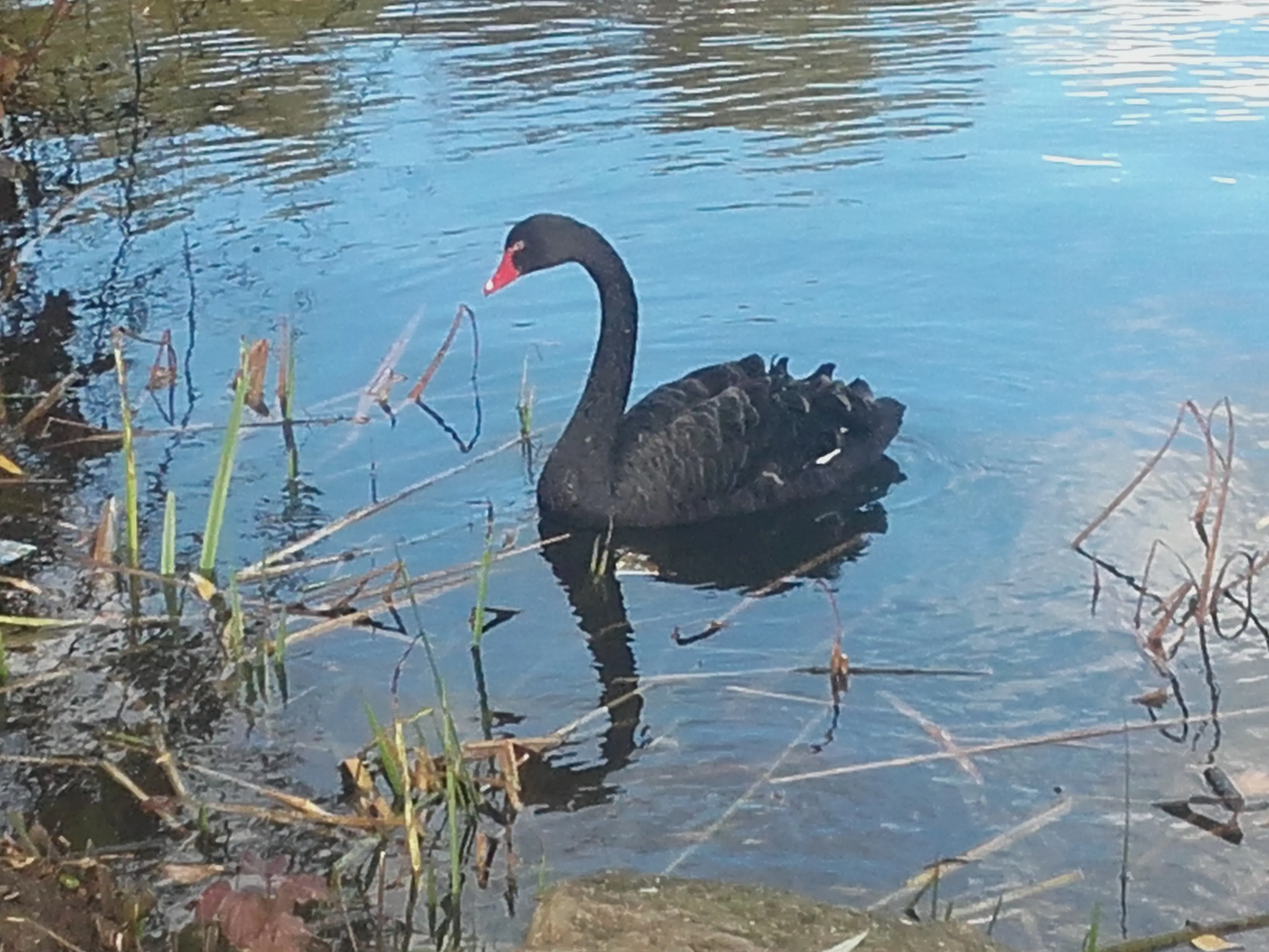 &Fotowelt - tiere\voegel