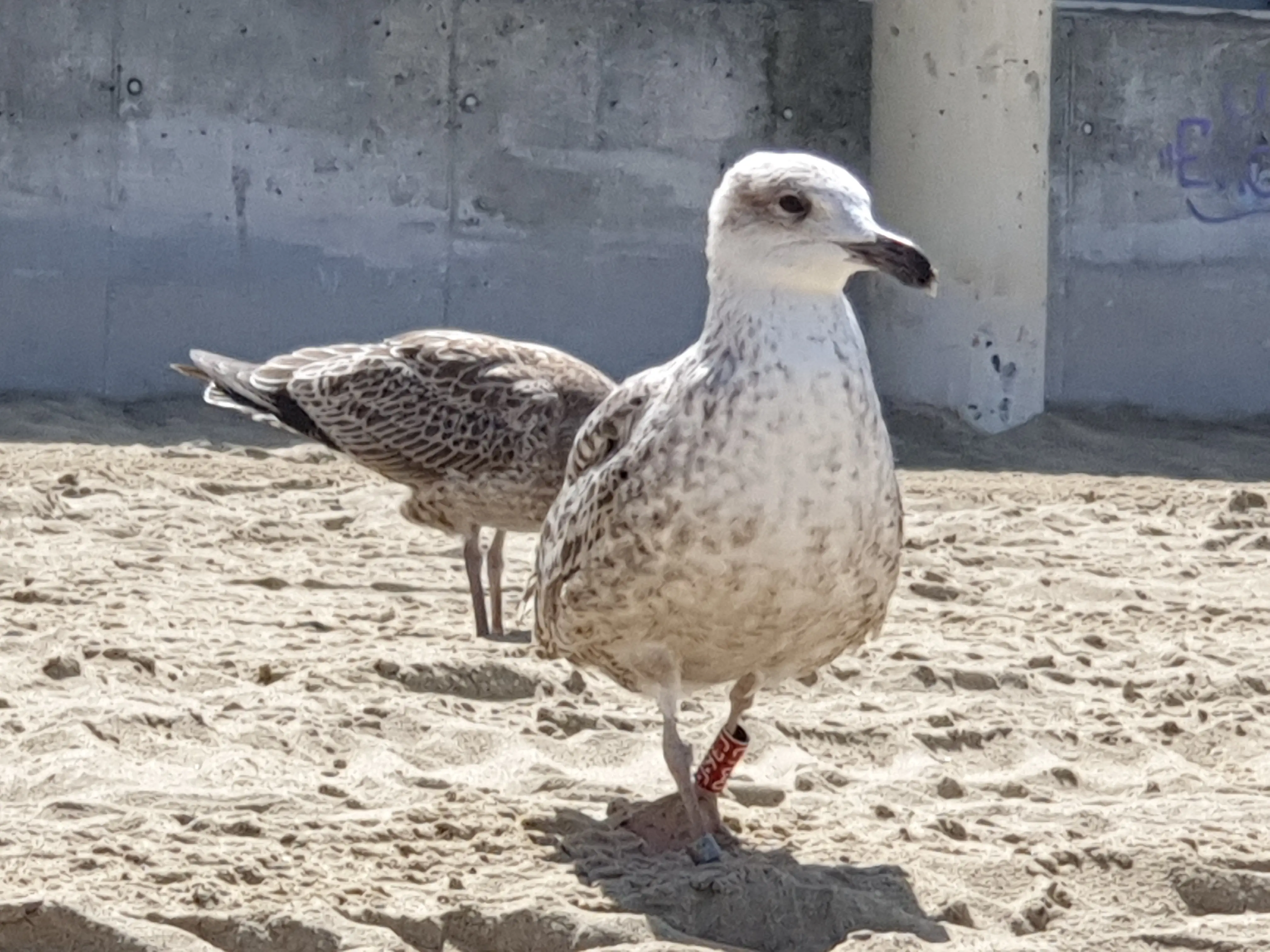 &Fotowelt - tiere\voegel