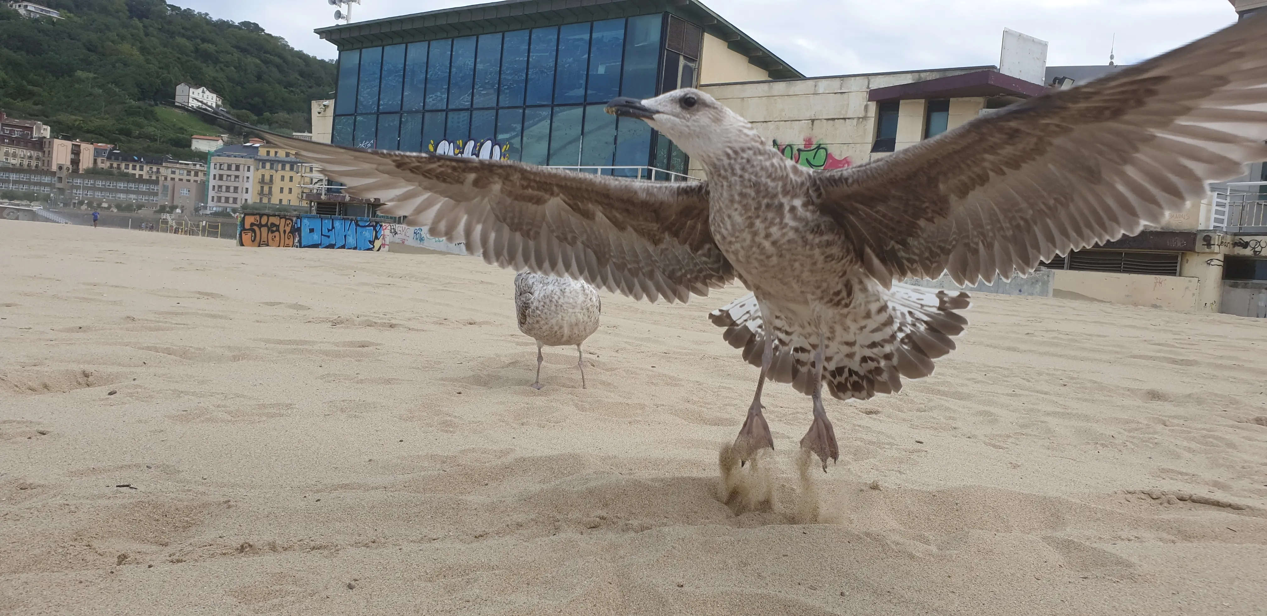 &Fotowelt - tiere\voegel