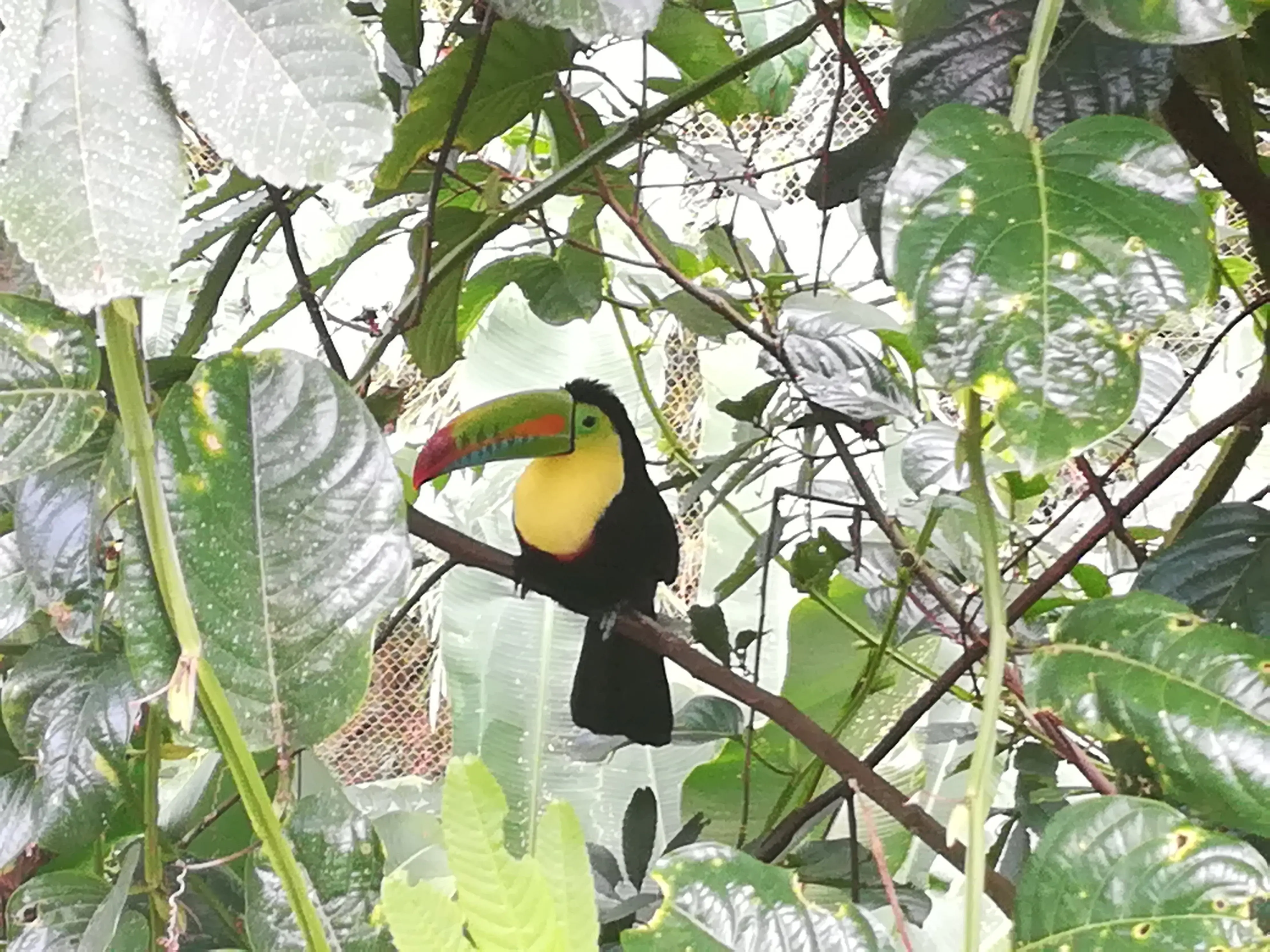 &Fotowelt - tiere\voegel