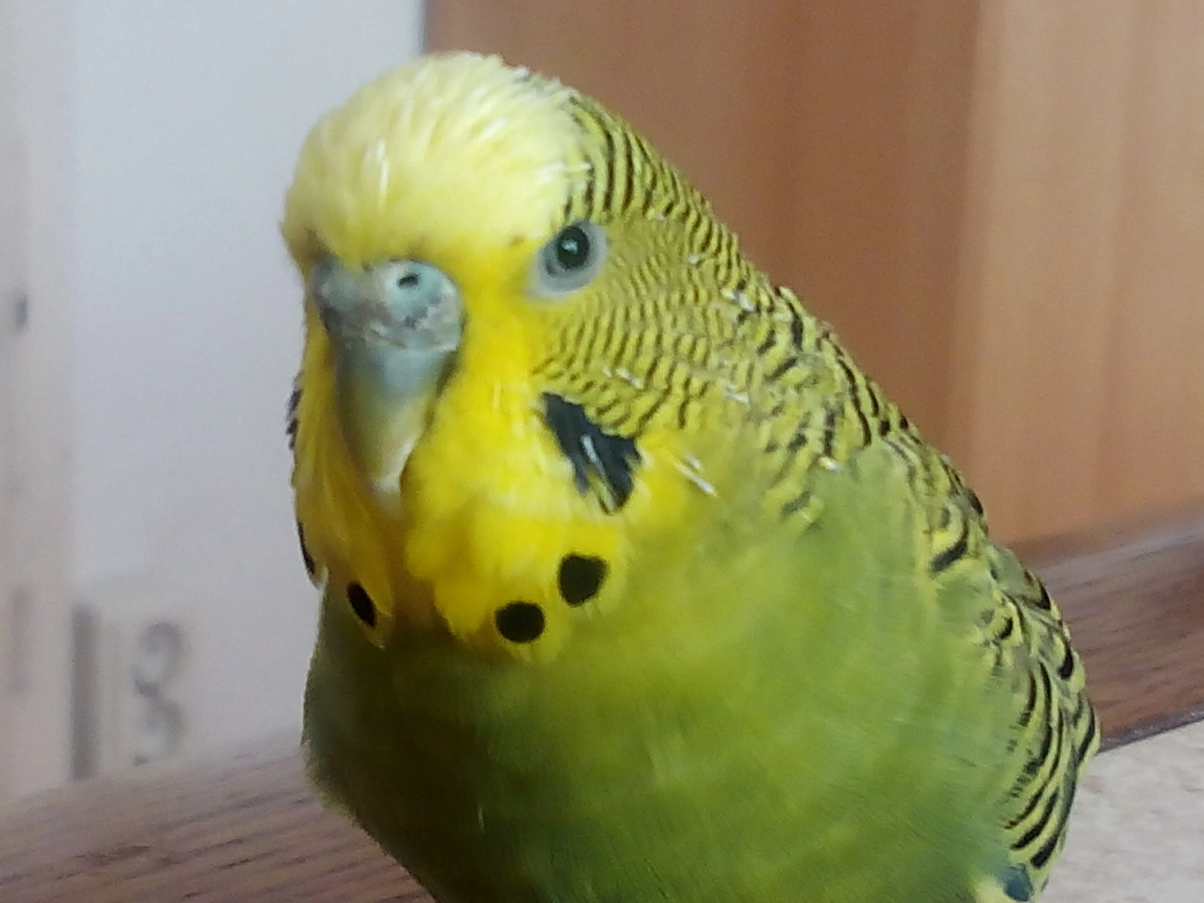 &Fotowelt - tiere\voegel