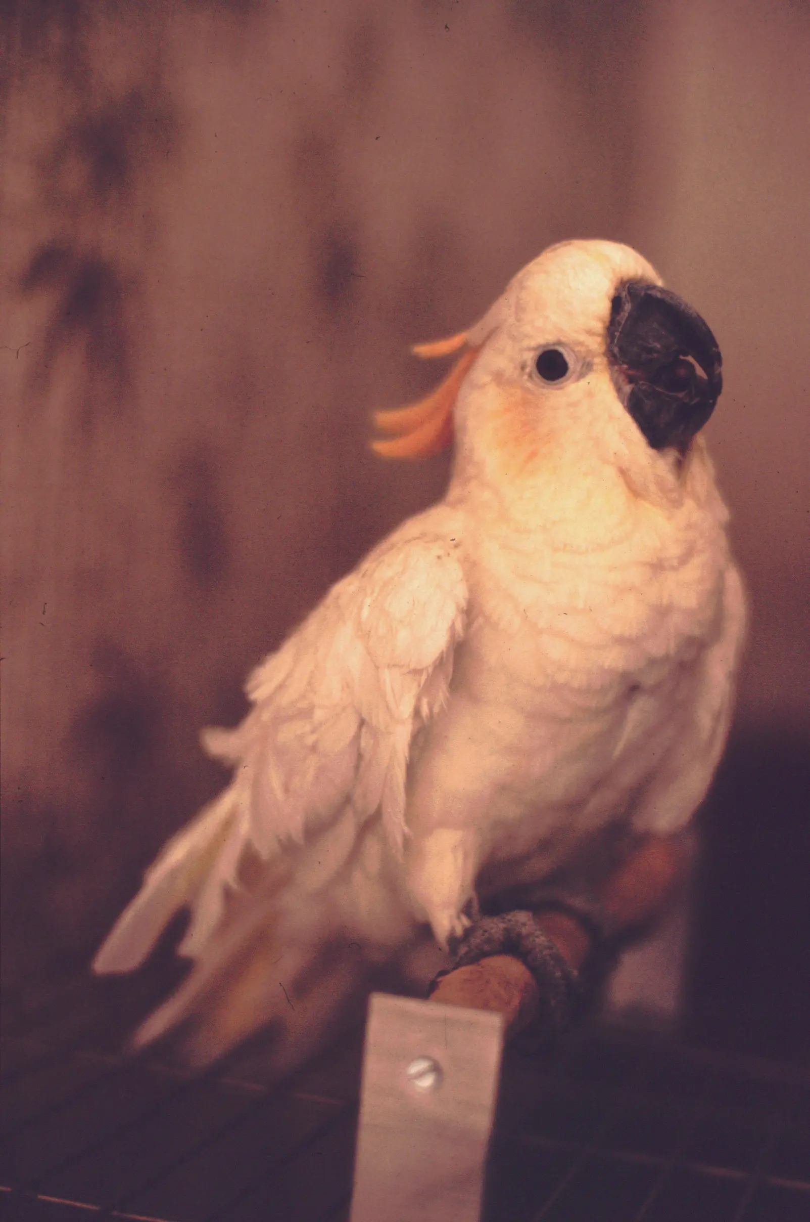 &Fotowelt - tiere\voegel