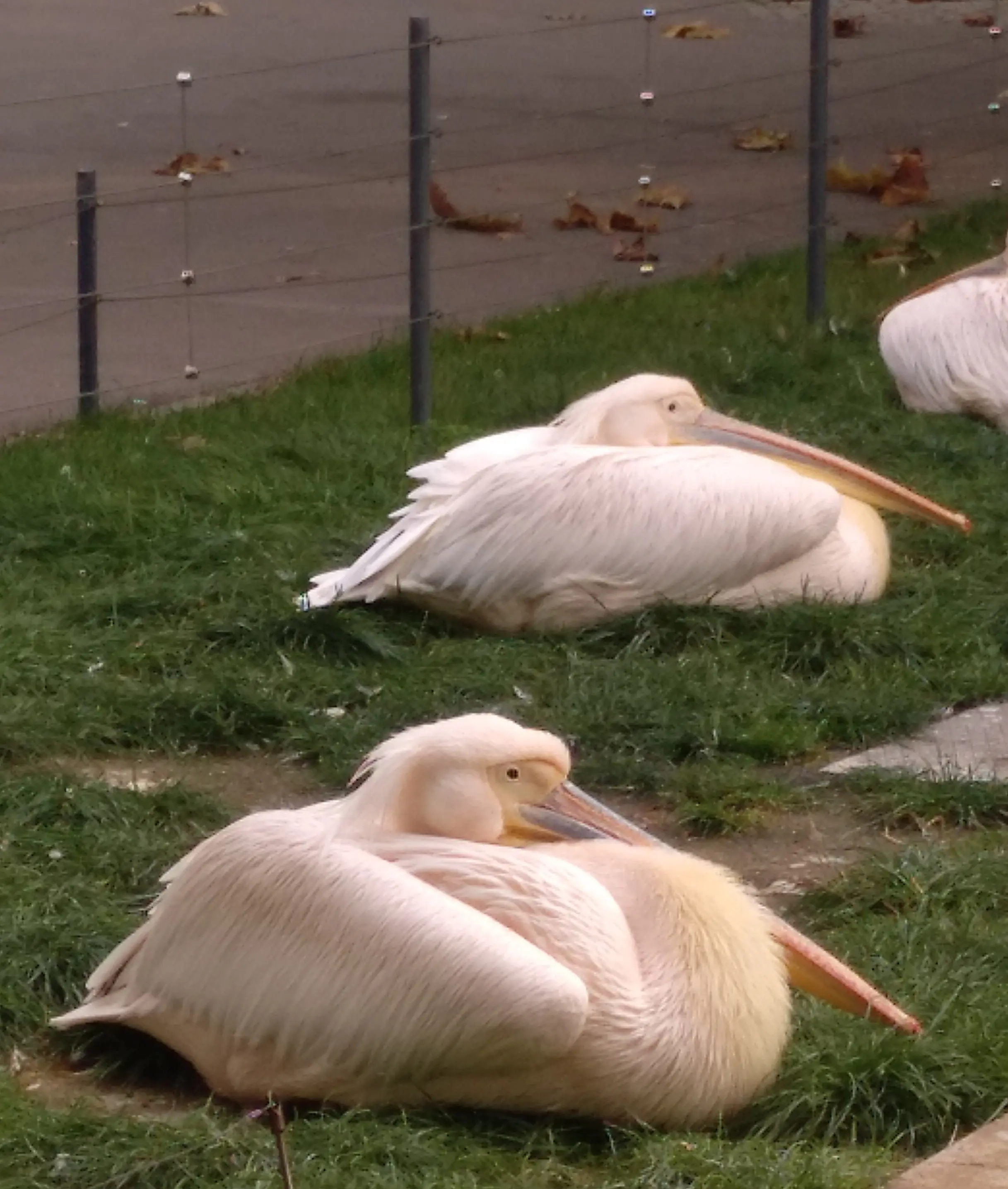 &Fotowelt - tiere\voegel