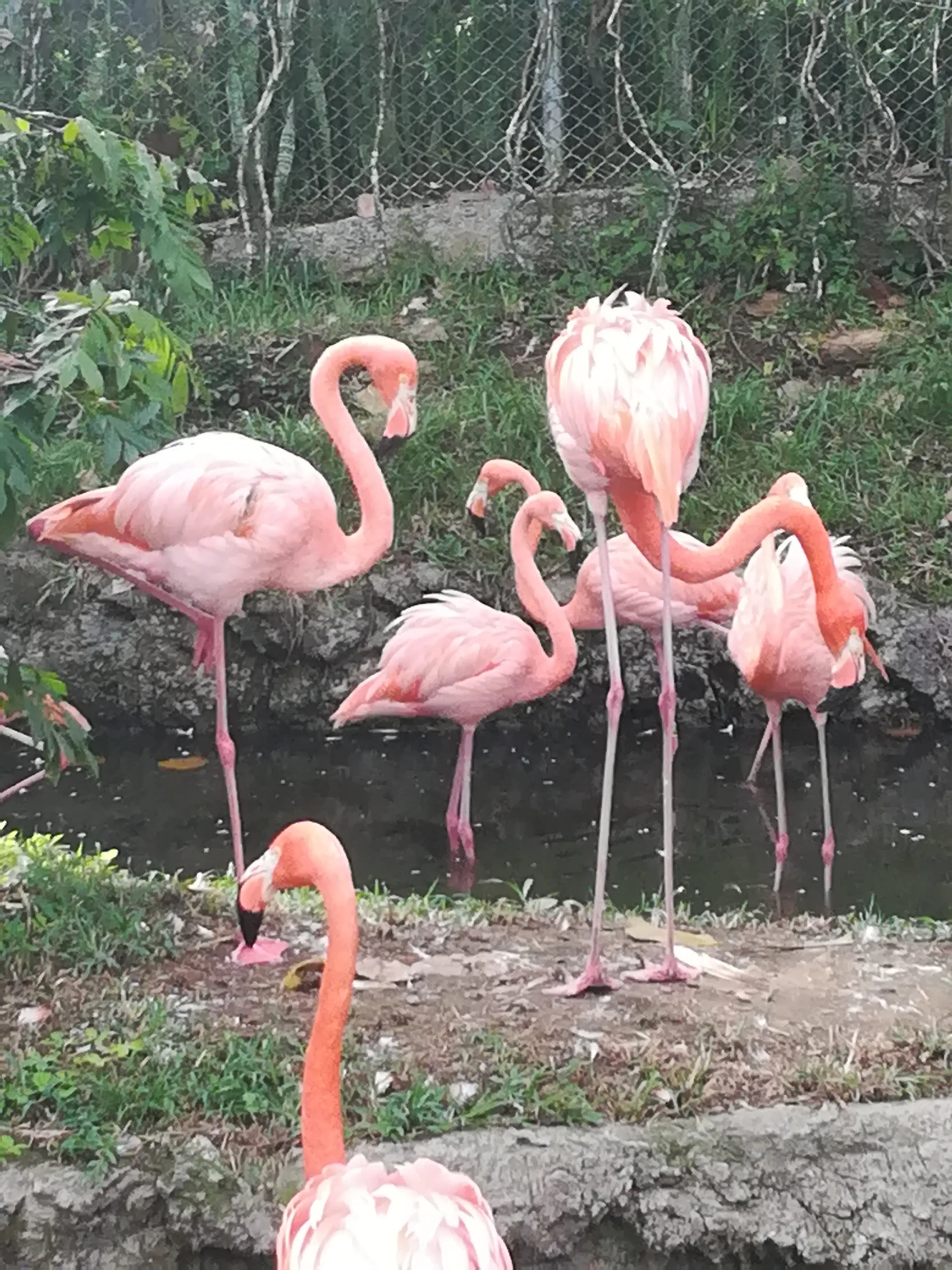 &Fotowelt - tiere\voegel