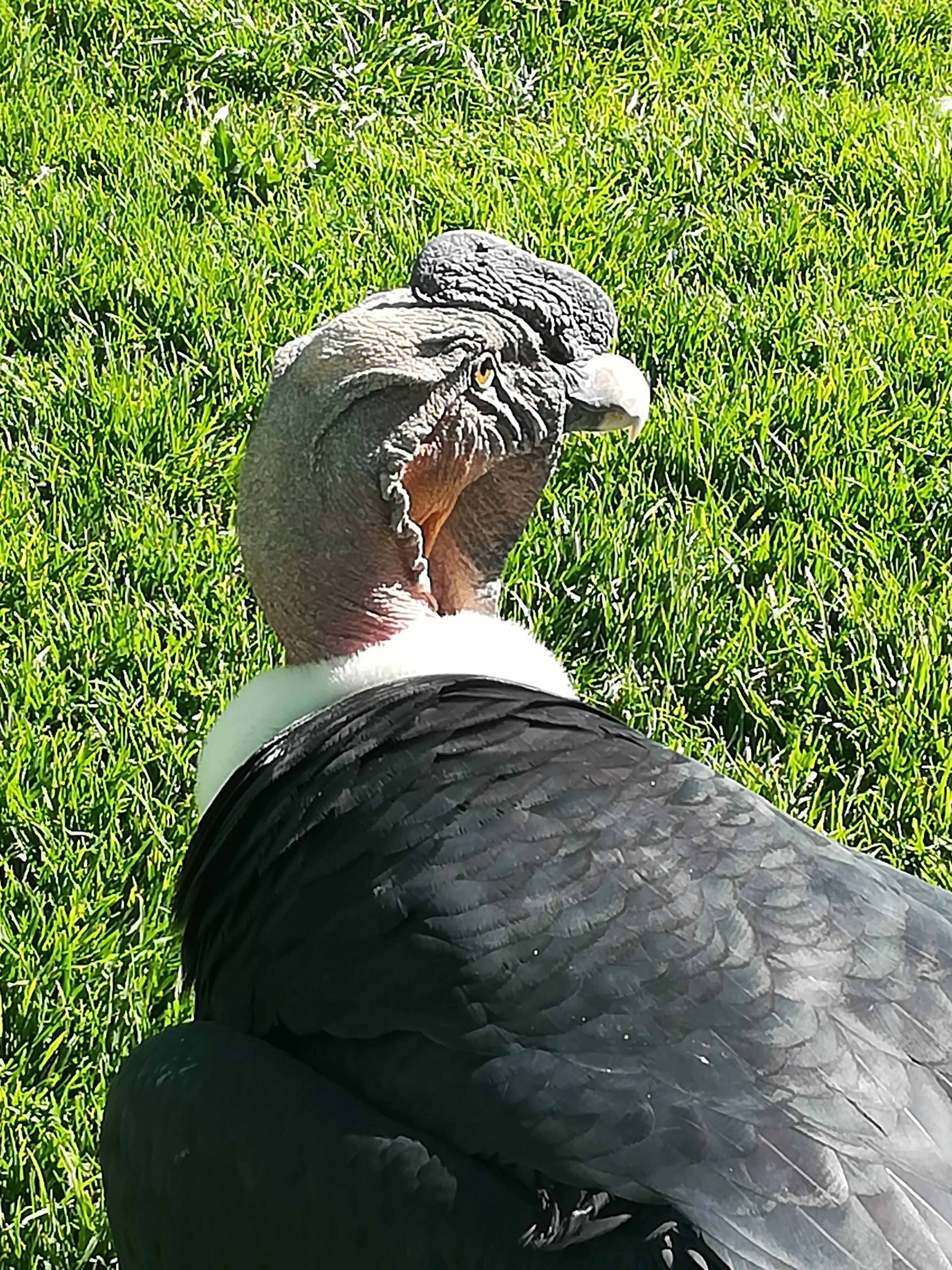 &Fotowelt - tiere\voegel