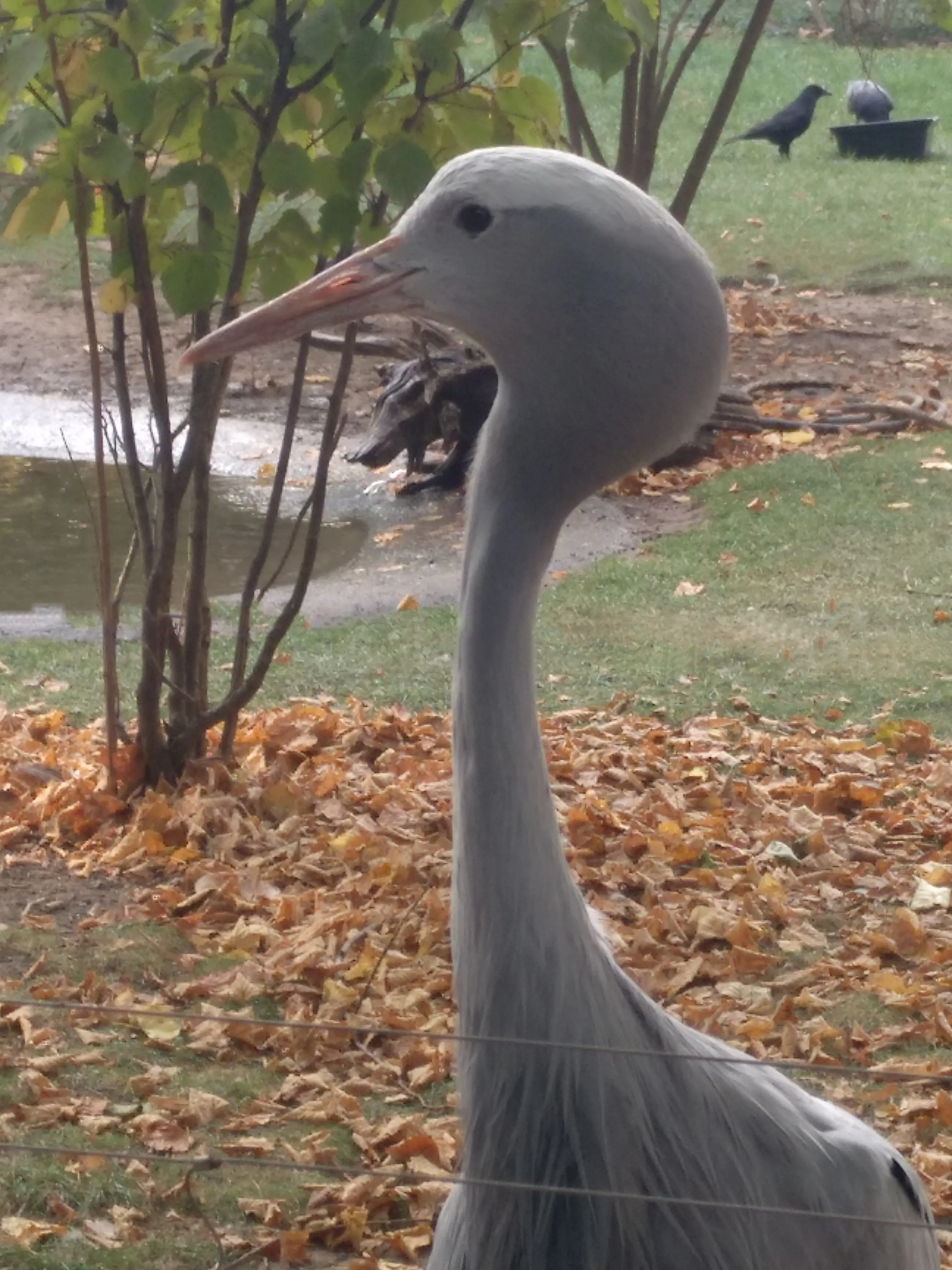 &Fotowelt - tiere\voegel