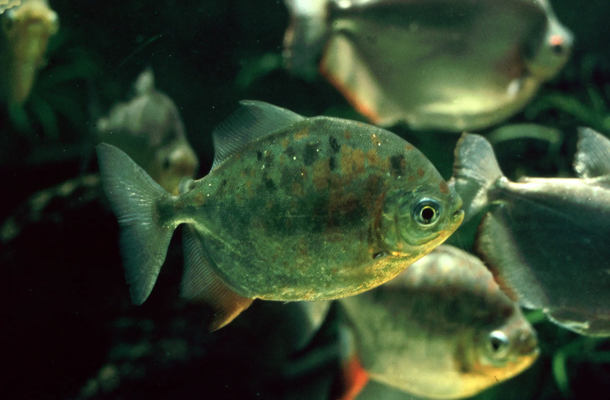 &Fotowelt - Fische
