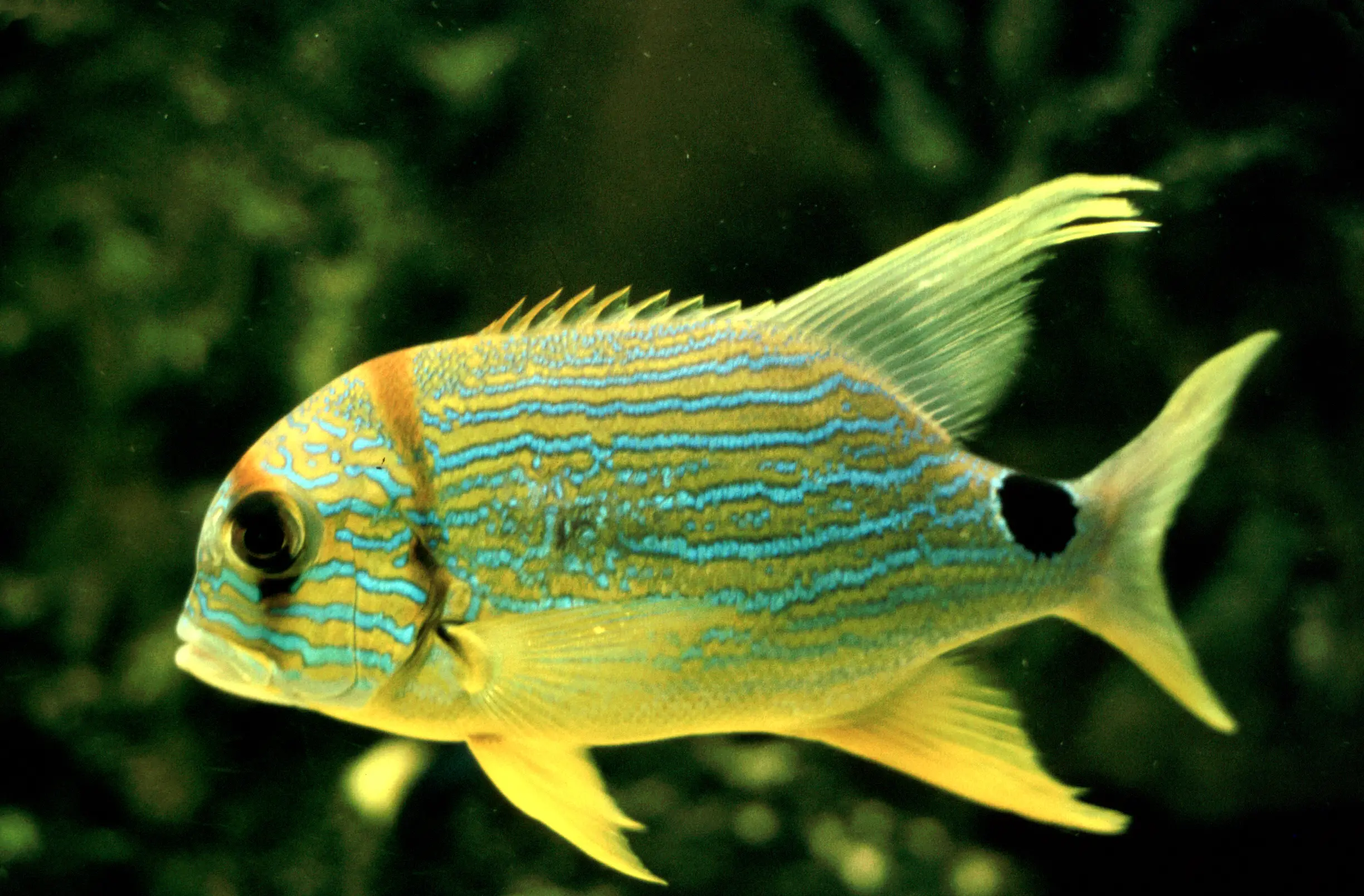 &Fotowelt - Fische